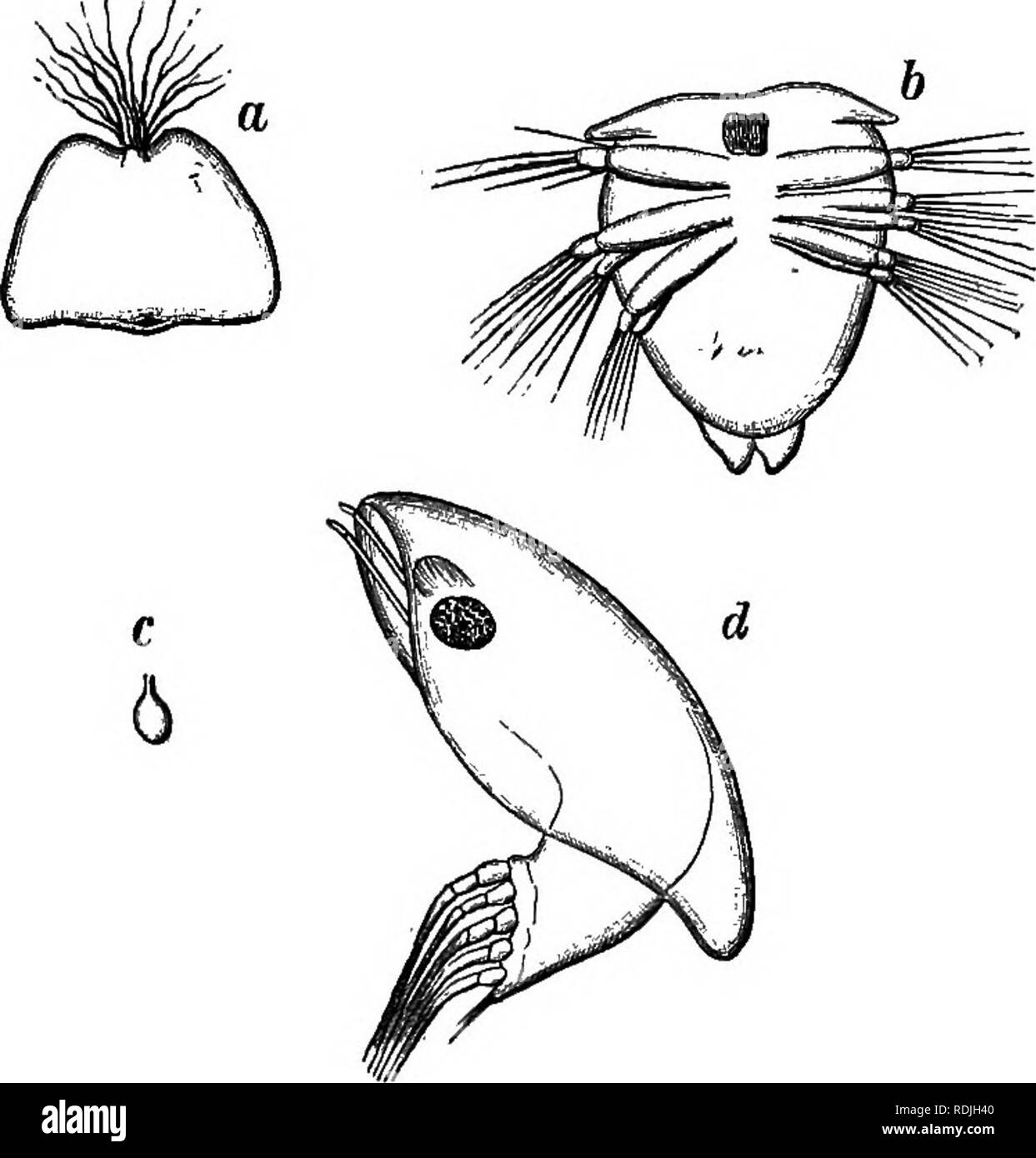 . La vie animale comme touchés par les conditions naturelles d'existence. L'écologie animale. Moyens DE PRENDRE DANS LES ALIMENTS, l'alimentation, de sécurité 47 le diviser, et de le transmettre à l'stomaoli bien après avoir été broyé ; tandis que l'homme exige aussi l'aide du cuisinier dans le pi-séparation de sa nourriture. Bien que maintenant, à partir d'un point de vue physiologique, ces organes auxiliaires sont de moins d'importance que le canal intestinal digestion, ils sont du plus haut intérêt pour nous, dans la mesure où elles impliquent une série de liens variés à l'infini entre les animaux et les conditions. Fig. 12t'-Sacctilhm caixini, avec le Banque D'Images