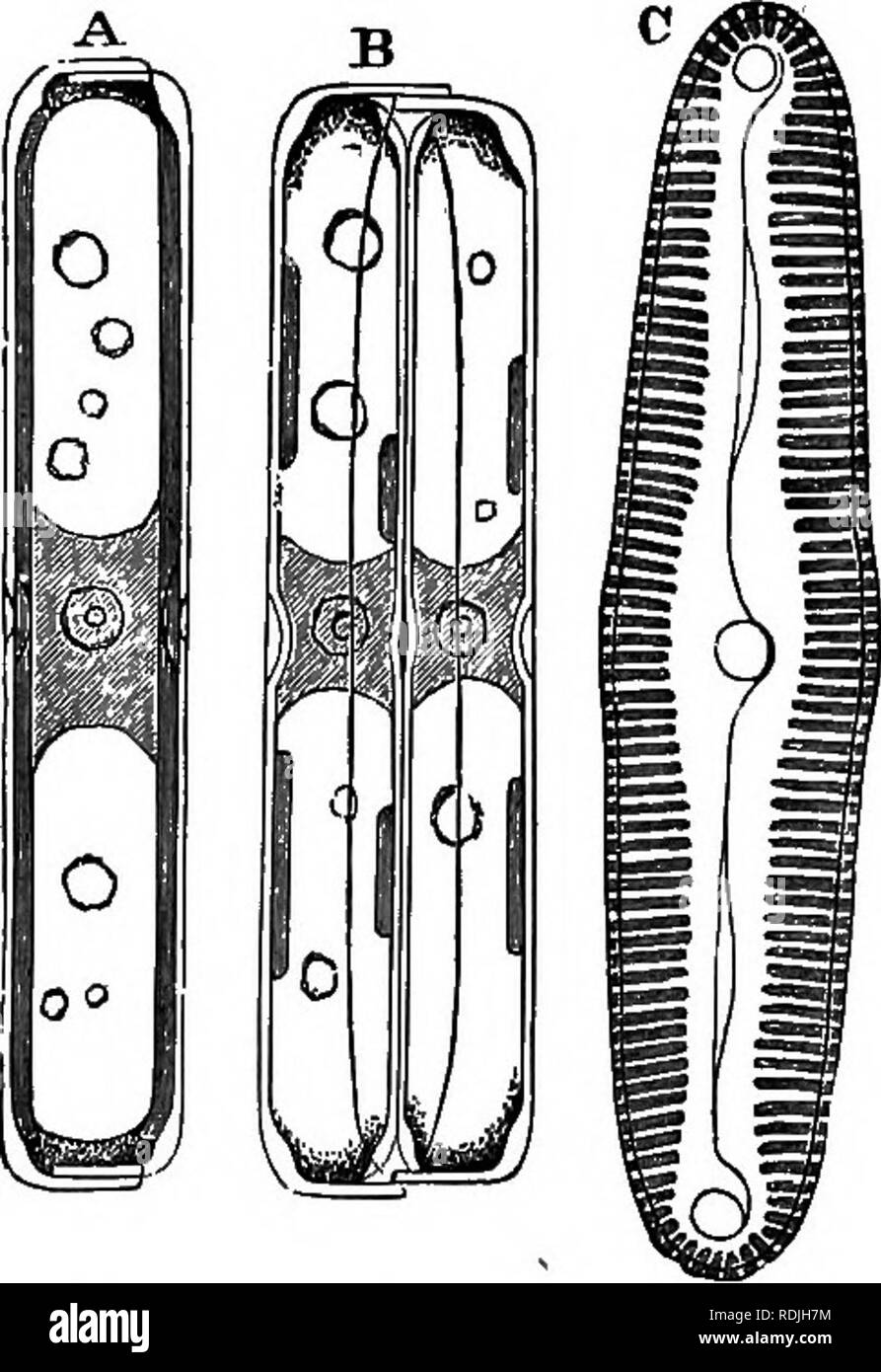 . L'essentiel de la botanique. La botanique. ZTGOfHTTA. Il wHioh â 121 n par son mur d'éclatement et de diviser son contenu en deux parties, dont chacune devient finalement un nouveau desmid {g, h, i). 254. Le {DiatomaoeaB les diatomées) sont microscopiques uni- à l'eau cellulaire des plantes, ressemblant à la desmidiées, mais diffèrent d'eux en ayant les parois silicifiées, et dans la chlorophylle étant caché par la présence d'un colorant jaune (phycoxanthine). Chaque cellule est généralement composée de deux parties similaires, appelés les soupapes. Chaque distributeur peut être décrit comme un disque dont le bord est rejeté tout autour, de sorte qu'un Banque D'Images