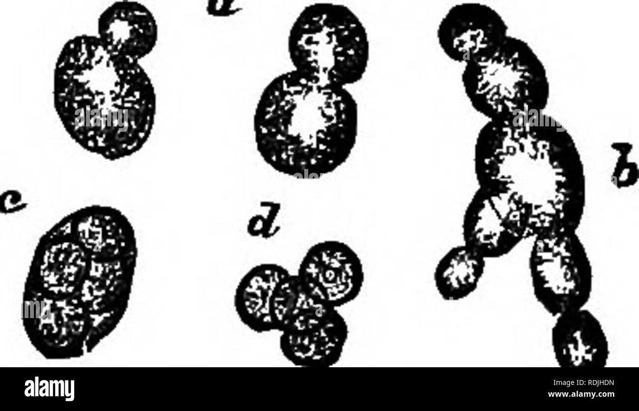 . L'essentiel de la botanique. La botanique. BOTANt 8. diminuer, et chaque fois que le processus est le résultat est là mais la moitié du nombre de cellules comme avant. Études pratiques.-(a) Retirez avec soin ofE (après l'humidification avec une goutte d'alcool) un peu du livre blanc sur la croissance de moisissures, feuilles de lilas, connu comme LilaaBlight ; montez-le dans l'eau, en ajoutant un peu de potas- sic hydrate. Certains des fils indique la formation de nouvelles cellules (spores dans ce cas) par fission. D'autres sortes de fléaux, comme par exemple que sur l'herbe ou de feuilles que commun sur les feuilles de choux- cerise, fournissent également de bons exemples. (Se Banque D'Images