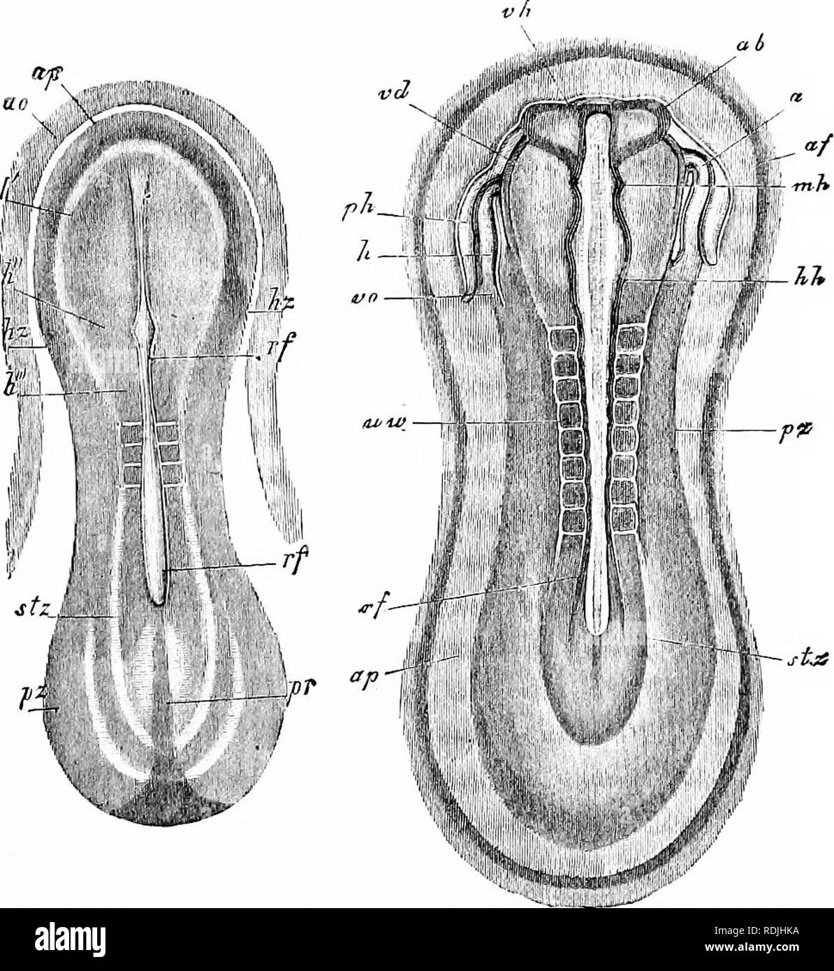. Les éléments d'embryologie . L'embryologie. 330 L'embryon chez les mammifères. La FIA. 106. B. [chap.. Embeto ou Babbits sur neuf jours à partir de l'Doksal Côté. (À partir de Kelliker.] A. amplifié 22 fois, et B. 21 fois. op. area pellucida ; rf. groove médullaire ; h'. plaque médullaire dans la région de l'avenir de l'avant ; un cerveau", plaque médullaire dans la région de l'avenir ; mi-cerveau. vh-cerveau d'avancement ; db. optiques ; vésicules mh. mi-cerveau ; hh. et k". hind ; V/m. méso- somite blastique ; stz. zone vertébrale ; pz. zone latérale ; kz. et h. La fréquence cardiaque ; ph. section péricardique de corps-cavité ; vo ; veine vitelline. Banque D'Images