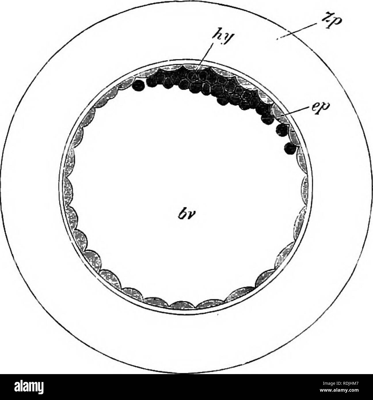 . Les éléments d'embryologie . L'embryologie. X.] BLASTODERMIC vésicule. 315 environ 0'09 mm. - la taille de l'ovule à la clôture de la segmentation à environ 0-28 de diamètre. Il est en- fermé par la zona radiata et la couche albumineuses Fig. 96.. Le lapin Ovum entre 70 à 90 heures après l'imprégnation. (D'après K. van Beneden.) hv. cavité d'blastodermic du sac vitellin (vésicules), ep. couche externe ; hy. masse intérieure ; Zp. enveloppe albumineuse. autour de lui. La vésicule blastodermic continue d'agrandir rapidement, et pendant le processus la masse intérieure subit des changements importants. Il s'étale sur le côté intérieur de l'espace extra-laye Banque D'Images