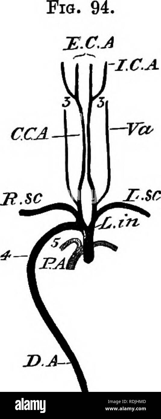 . Les éléments d'embryologie . L'embryologie. 298 LE SIXIÈME JOUR. [Chap.. 'Cce â mes ^m. yfem caw Diagramme du système artériel des oiseaux adultes. P.A. racine de l'artère pulmonaire. L.dans gauche artère innommé.. D.A. aorte dorsale. Le CCE. cseliac, mes artères Artère mésentérique., ar.r. les artères rénales, fougère, les artères fémorales. . Isohiatic est artères, les artères hypogastriques. hyp, cau. artère caudale. Les autres lettres comme dans Fig. 93. et après le poussin a commencé à respirer par les poumons. Le troisième jour, la circulation est de plus en plus dépasser un simple caractère.. Veuillez noter que ces images sont extraites de Banque D'Images