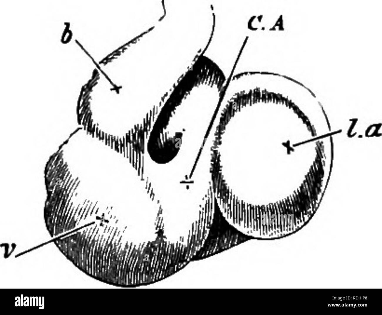 . Les éléments d'embryologie . L'embryologie. VII.] LE HEAET. 229 un seul tronc, la veine allantoïdienne, qui, le long de la splanchnopleure, tombe dans le Titelline veine (Fig. 74, U.). Entre-temps, le cœur est l'objet de changements importants. Si l'orgue présente toujours une courbure marquée à droite, la partie devient nettement plus ventralwards dirigée, formant un cône émoussé dont le sommet sera éventuellement l'apex de la cœur adultes. Le contre-batteur (ou dorsale) murs des ventricules, devenir beaucoup plus épais, comme l'ont fait les murs ventrale convexe ou le troisième jour. Bien- Banque D'Images