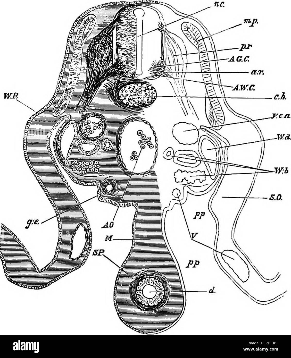 . Les éléments d'embryologie . L'embryologie. VII.] LES MEMBRES. Fig. 68. 199. La section theough REaiON Embkto lombaire ou un À LA FIN DE L'FOUETH DaT. n.c. canal neural, p.r. racine postérieure du nerf rachidien avec gan- glion, A.R. racine antérieure du nerf rachidien. La colonne grise antérieure A.O.C. de la moelle épinière. A. W.C. blanc antérieur de la moelle épinière de la colonne commençant tout juste à se former, et pas très bien marqué dans la figure, député musculaire-plaque, eh. notoohord. W.R. "Wolff ridge. A.O. aorte dorsale. La veine cardinale postérieure V.c.a.. W.d. De Wolff. W.h. Corps de Wolff, composé de tubes d'une Banque D'Images