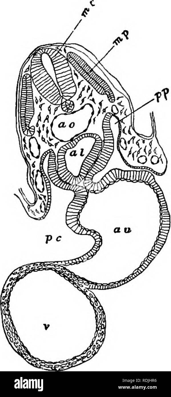 . Les éléments d'embryologie . L'embryologie. VI.J LA QUEUE DOUBLE. Cochon. 59. B. 171. Veuillez noter que ces images sont extraites de la page numérisée des images qui peuvent avoir été retouchées numériquement pour plus de lisibilité - coloration et l'aspect de ces illustrations ne peut pas parfaitement ressembler à l'œuvre originale.. Foster, M. (Michael), Sir, 1836-1907 ; Balfour, Francis M. (Francis Maitland), 1851-1882 ; Sedgwick, Adam, 1854-1913 ; Heape, Walter, 1855-1929. London ; New York : Macmillan Banque D'Images