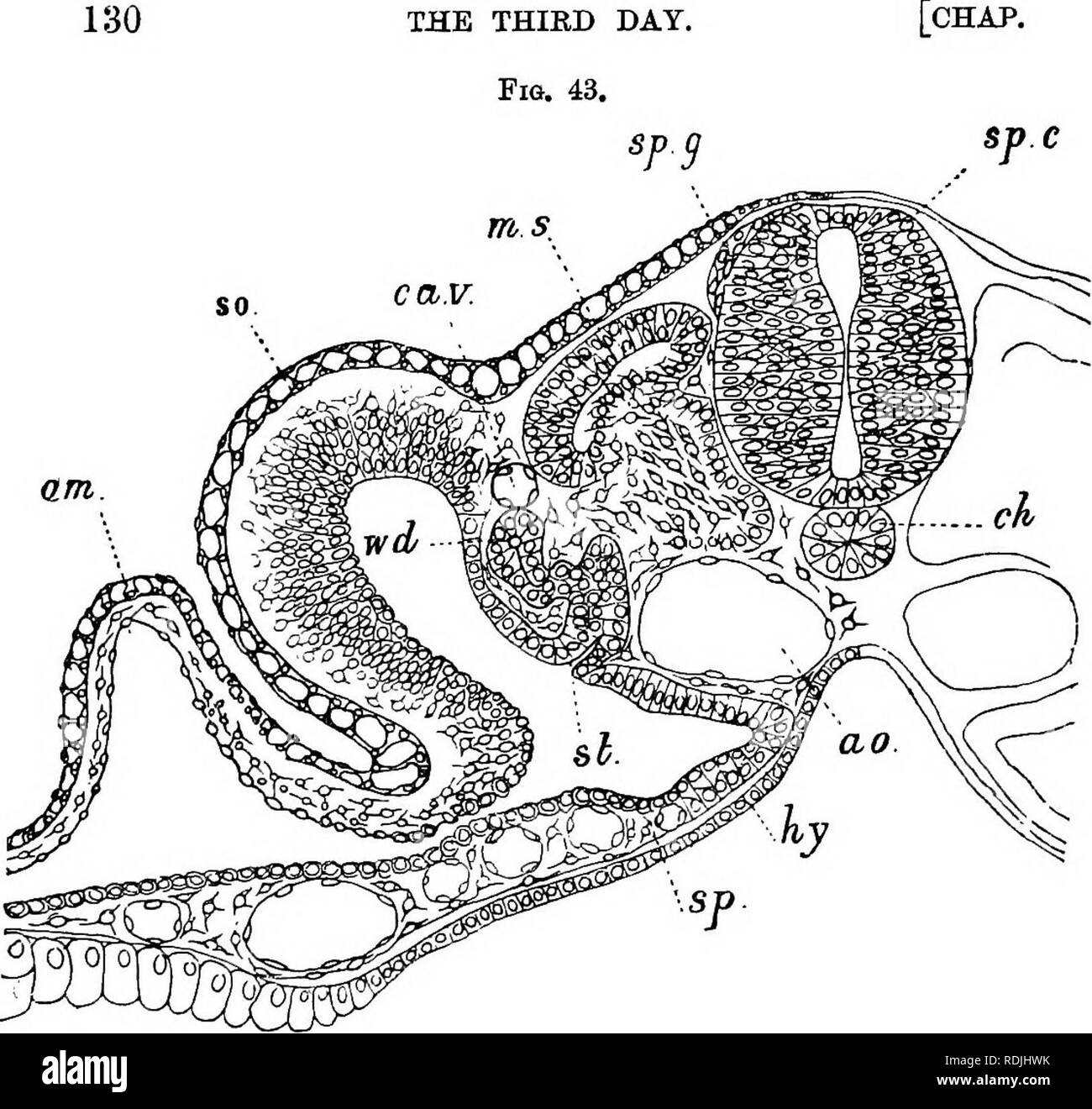 . Les éléments d'embryologie . L'embryologie. Le troisième jour. La FIA. 43.. Transvbrsb Article par le coffre d'un embryon de canard avec environ vingt-quatre somites. mesoblastic. ami ; l'amnion. Somatopleure et ectoblaste ; sp. splanchnopleure ; deo. "Wolff ; St. tube segmentaire ; ca.c. ; cardinal ins. miiscle^ ; plaque sp.g ganglion spinal. ; sp.c. la moelle épinière ; ch. notoohord ; ao. aorte ; hy. hypoblaste. united avec le côté de la moelle épinière à un très con- siderable distance de son point d'origine d'origine. De plus, il est attaché, non par son extrémité, mais par le côté. Les points ci-dessus, qui sont beaucoup plus Banque D'Images