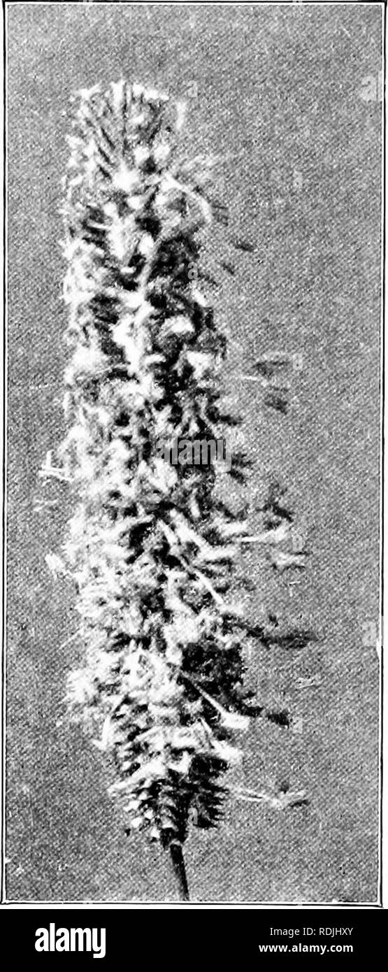 . Étude de la nature ; un manuel pour les enseignants et les élèves. L'étude de la nature. 354-L'ÉTUDE DE LA NATURE dans un ncigliborhood. Il sliow tlic grande variété il y a. Dans l'ame(los et les pâturages de graminées juin arc, Timothy, rouge à]), bleu, herbe, mixte et sur l'ouest des prairies le buf- falo l'herbe, tous les précieux fourrage. ^Jillet est souvent so'n dans les champs de fourrage. Dans nos marais du nord du lac et rivière anfl bor- ders est "'mild du riz. Certaines herbes sont considérées comme plus que des mauvaises herbes : queue d'Écureuil, vieille sorcière-herbe, seigle sauvage, et le sable de la route côté bur sont- les mauvaises herbes. L'herbe Pigeon, sétaire verte, herbe et Cjuack sont commo Banque D'Images