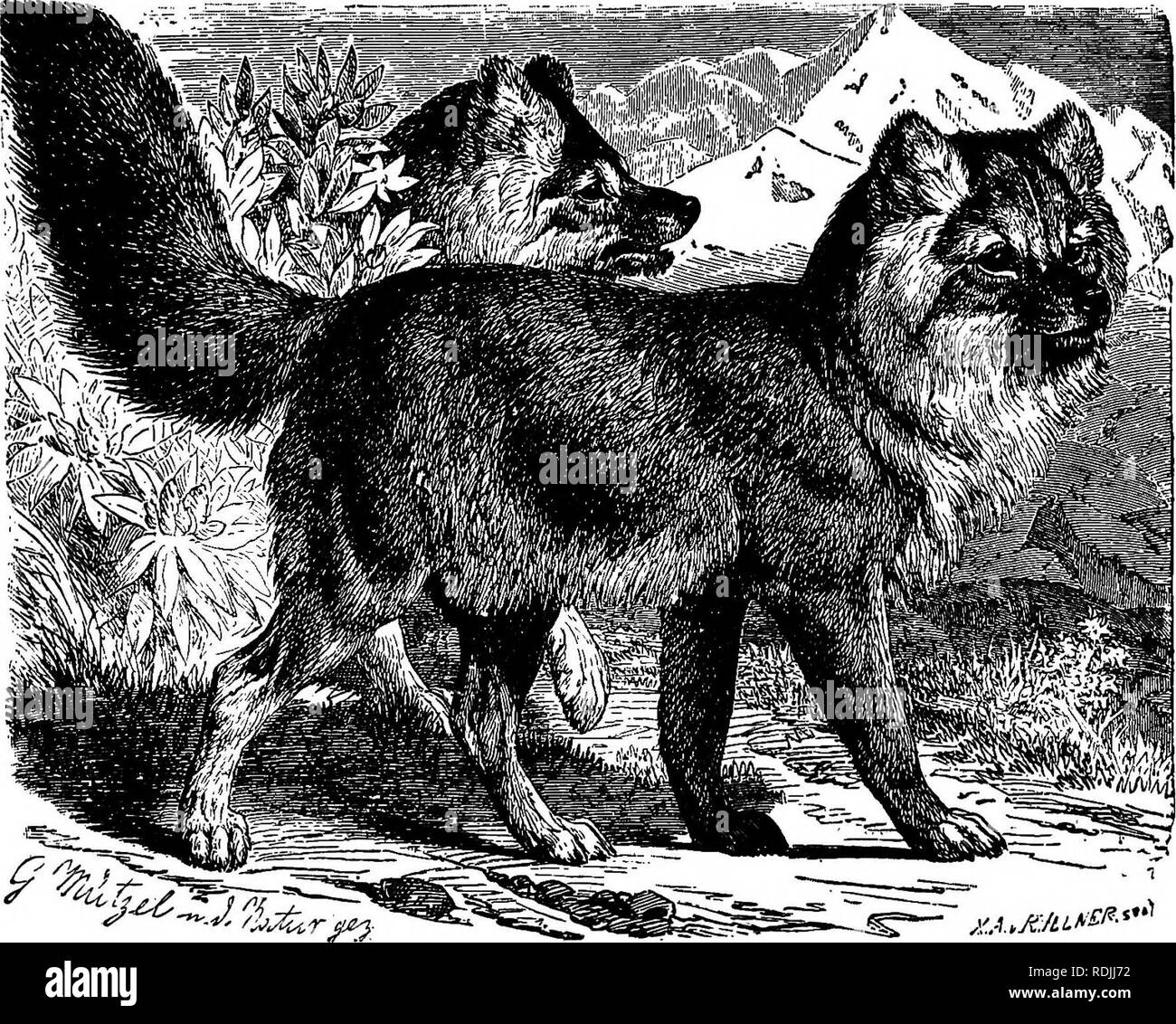 . Les animaux du monde. Brehm's de la vie des animaux ;. Les mammifères. Le chien. FAMILYâDOG 203 Tête pointue que dans nos chiens. Il y a, également, un Turnspit, avec de courtes pattes et crooked, étroitement resem- bling la variété existante. La plus ancienne represtemtedi chien sur les monuments égyptiens est un des plus singulier ; il ressemble à un lévrier, mais a depuis longtemps, oreilles pointues et une queue courte, gondolé. Une variété étroitement allié à elle existe encore dans le nord de l'Afrique, M. E. C. Harcourt déclare que les Etats arabes est un Boar-Hound "hiéroglyphique, excentrique, des animaux tels que Cheops autrefois chassées avec, quelque peu resem- blin Banque D'Images