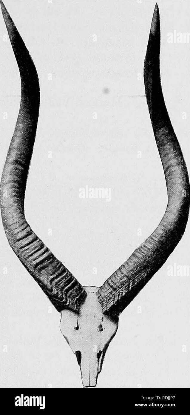 . Catalogue des mammifères ongulés dans le British Museum (Natural History). Les ongulés. TRAGELAPHIN^ 181 crâne avec petites orbites, partie faciale d'lachrymals longue et étroite, petite vacuities lacrymale, processus nasal de. Fig. 25-SKtrLL Hobns. et de Nyala {Tragelaphus angasi). À partir d'une photographie prêtés par MM. Rowland Ward, Ltd. maxilles larges à pointe, et cranté nasals de la face externe de l'extrémité libre. La gamme comprend le sud-est de l'Afrique, du Zululand au Nyasaland. 1170, ch. Siagle la corne. Localité inconnue. Pas d'histoire. 50. 8. 30. 1 (1170, &amp ;). Crâne, avec des cornes. Soixante milles plus Maposta V Banque D'Images