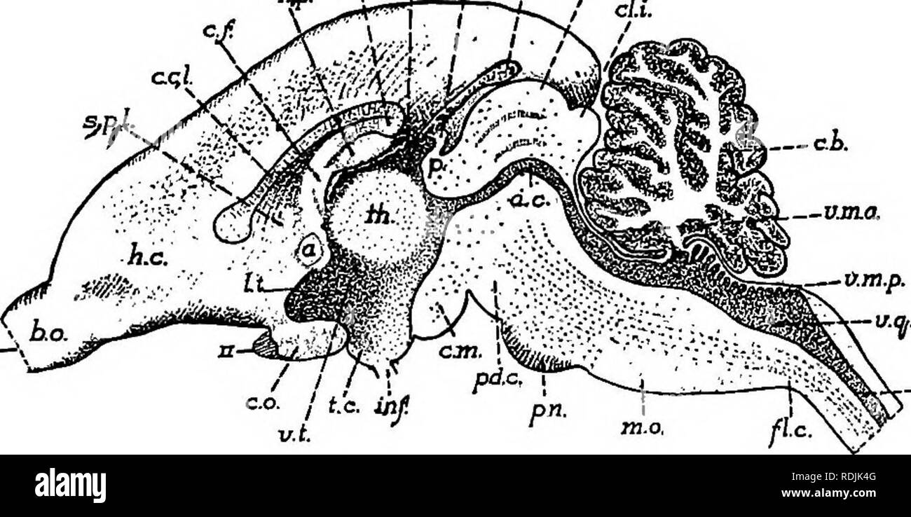 . Anatomie pratique du lapin : un manuel de laboratoire élémentaire dans l'anatomie des mammifères . Les lapins ; anatomie, comparatif. 28o Anatomie du lapin. (E) La partie postérieure de l'ftmiculus, en passant de l'avant à partir de la corde, est divisé en portions médianes et latérales. La partie médiale,, le faisceau gracile, forme une bande étroite.ter- t minating en avant dans un club "en forme de l'expansion, la clava. La partie latérale, le fasciculus cuneatus, passe dans les restiform corps. 6 ; le cerveau peut être divisée par une section verticale médiane, et la moitié d'un examen de la face interne (Fig. 87). En plus de ma Banque D'Images