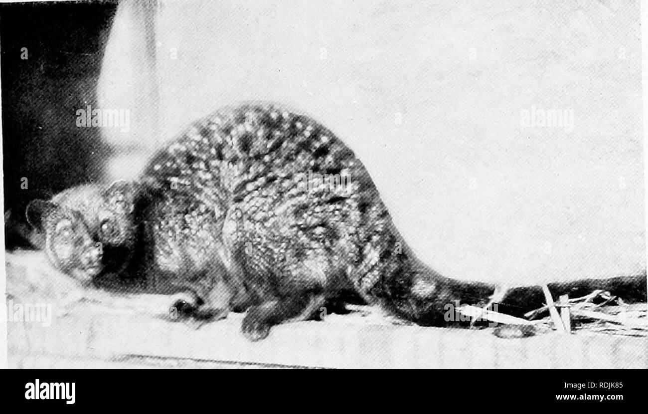 . Le livre du royaume animal. Les mammifères. Les mammifères. FIG. 246. CIVET de palmiers africains. Veuillez noter que ces images sont extraites de la page numérisée des images qui peuvent avoir été retouchées numériquement pour plus de lisibilité - coloration et l'aspect de ces illustrations ne peut pas parfaitement ressembler à l'œuvre originale.. Westell, William Percival. Londres, J. M. Dent ; New York, E. P. Dutton Banque D'Images