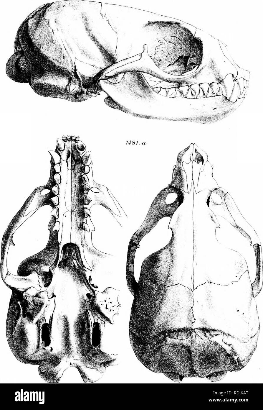 . Part-list de phoques, morses, des lions de mer, et la mer-ours dans le British Museum. Les joints (animaux) ; le morse. PI. xvni.. Ord'IGS K C 1 ..U'Miiilcrn lesbach Bf-nr ; imp . (J â ps&lt;i])hi'cn- troptriiUs. Veuillez noter que ces images sont extraites de la page numérisée des images qui peuvent avoir été retouchées numériquement pour plus de lisibilité - coloration et l'aspect de ces illustrations ne peut pas parfaitement ressembler à l'œuvre originale.. British Museum (Natural History). Département de zoologie ; Gray, John Edward, 1800-1875. Londres, imprimé par ordre de l'Administration Banque D'Images