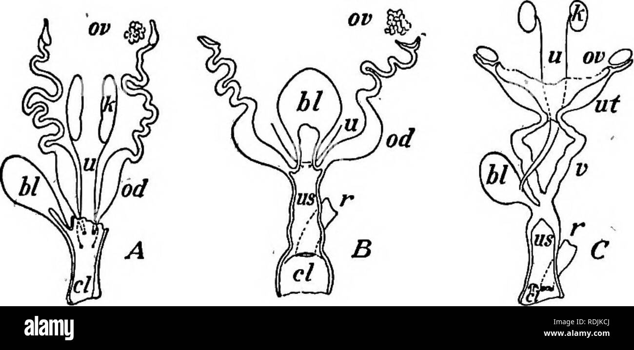. Anatomie pratique du lapin : un manuel de laboratoire élémentaire dans l'anatomie des mammifères . Les lapins ; anatomie, comparatif. 92 Anatomie du lapin. Avec les troncs lymphatiques forment un plexus nerveux, dans le cadre de laquelle les ganglions sont distribués. Le URIWOGENITAL SYSTÈME. Le système urogénital est composé de deux systèmes principaux- virinary-reproduction et largement divergentes dans leurs organes centraux, mais associé à un certain point en ayant conduits communs. Chez le lapin, comme indiqué dans le schéma (Fig. 48), cette association ne s'étend qu'à la présence dans les deux sexes d'une Banque D'Images