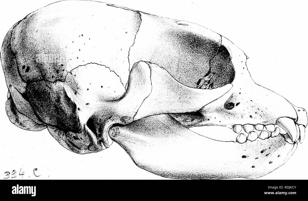 . Part-list de phoques, morses, des lions de mer, et la mer-ours dans le British Museum. Les joints (animaux) ; Morse. n.xu.. Veuillez noter que ces images sont extraites de la page numérisée des images qui peuvent avoir été retouchées numériquement pour plus de lisibilité - coloration et l'aspect de ces illustrations ne peut pas parfaitement ressembler à l'œuvre originale.. British Museum (Natural History). Département de zoologie ; Gray, John Edward, 1800-1875. Londres, imprimé par ordre de l'Administration Banque D'Images