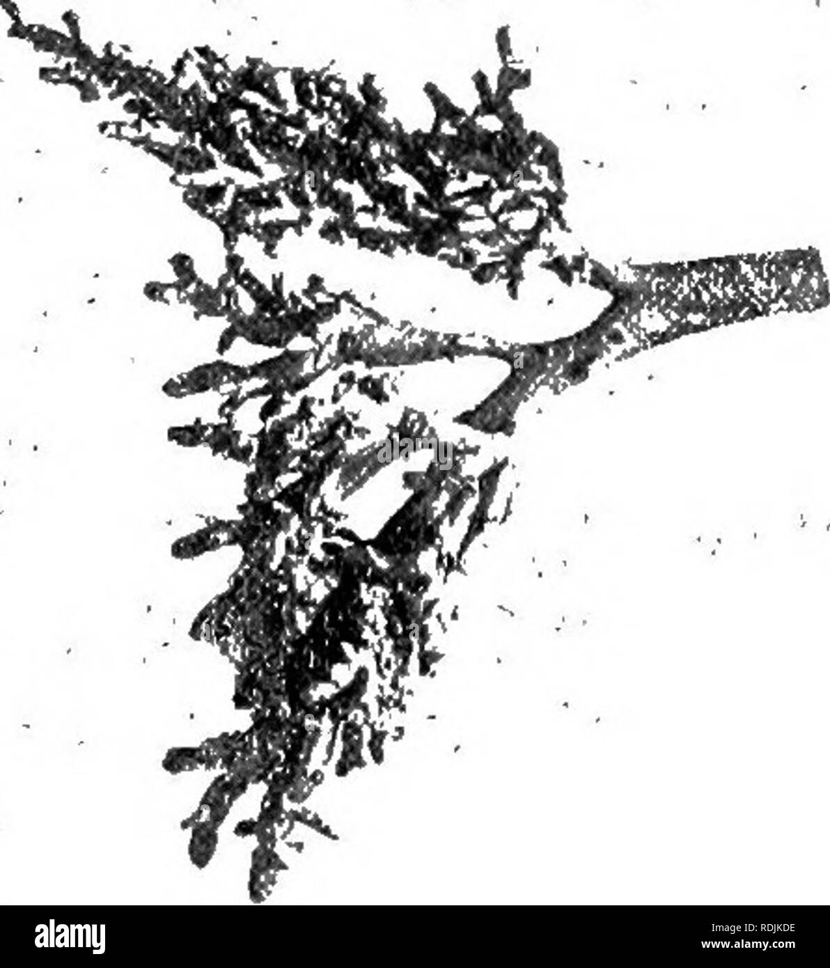 . Anatomie pratique du lapin : un manuel de laboratoire élémentaire dans l'anatomie des mammifères . Les lapins ; anatomie, comparatif. 86 ANaxoaiY. Du Lapin. Ce qui est communément' décrit comme la respiration, ou l'acte de la respiration, est un processus mécanique musculaire., accessoire à respira-- tion. Il consiste dans l'expansion du thorax, de sorte qu'un vide partiel est créé et les poumons se remplir d'air, de l'expansion le laçage T&gt;nx&gt;â" AmTXTiLTÂ suivie de relaxation, dans lequel l'air est expulsé. 15KJ !jAiÂ±liJNu. R -1 â ¢ ..... La première partie de cette action, connu sous le nom de inspir- ation, est amené à propos de b Banque D'Images