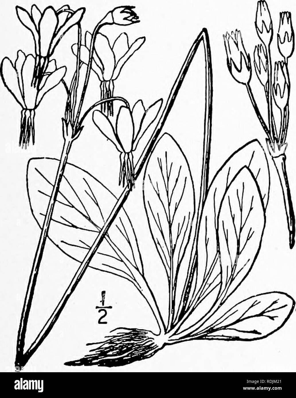. Une flore illustrée du nord des États-Unis, le Canada et les possessions britanniques, de Terre-Neuve jusqu'au parallèle de la limite sud de la Virginie et de l'océan Atlantique à l'ouest jusqu'à la 102d méridien. La botanique, la botanique. I. Centunculus minimus L. Chaffweed. Pimpernel. Fig. 3301. Centunculus minimus L. sp. PI. Ii6. 1753. Simples ou ramifiés, très mince, j'-6' de hauteur. Feuilles spatulées, obovales ou oblongues, court-petioled, obtus ou acutish, 2"-4" de long, i"-2" de large ; les fleurs sessiles ou presque jusqu'à l'aisselle, plus courtes que les feuilles, le plus souvent 4-parted, j"-2& Banque D'Images