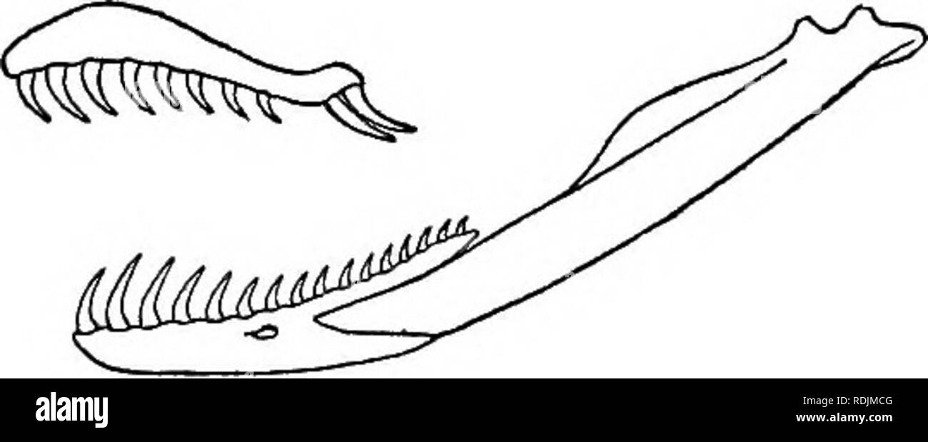 . Catalogue des serpents dans le British Museum (Natural History) ... Serpents. 144. TAEBOPHIS. 47 144. TARBOPHIS. Teleseopus (non Montf.), Wagl. Syst. Amph. p. 182 (1830) ; Bum. 8p Bibr. Erp. Gen. vii. p. 1054 (1864) : Jan, Elenco sist. L'OFID. p. 102 (1863). TarbopMs, Fleischm. Dalni. nov. 8erp, le général p. 17 (1831) ; Bum. ^ Bibr. t. 0. p. 911 ; Jan, I. c. p. 99. Trigonophis, Eichw. Zool. Spec. Mousse. Pol iii. p. 174 (1831). Dipsas, part., Schleg. PJiys. 8erp. ii. p. 257 (1837). Ailurophis, Bonap. Icône. Faun. Ital. ii (1837). Tachymenis, part., Gunth. No de cat. Le colonel Sn. p. S3 (1858). Les dents maxillaires 10 Banque D'Images