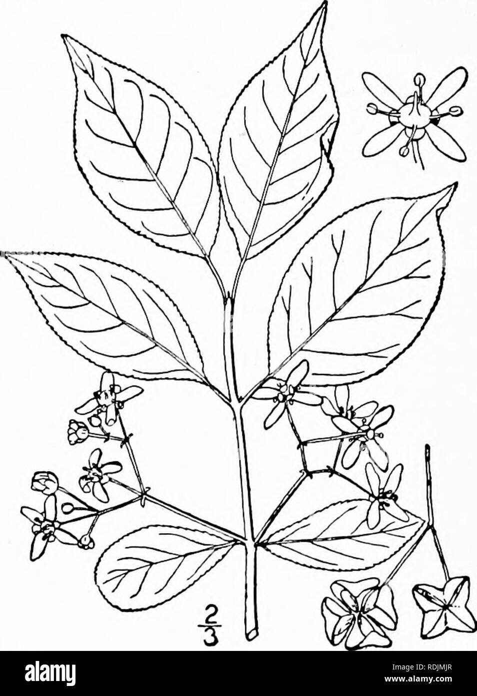 . Une flore illustrée du nord des États-Unis, le Canada et les possessions britanniques, de Terre-Neuve jusqu'au parallèle de la limite sud de la Virginie et de l'océan Atlantique à l'ouest jusqu'à la 102d méridien. La botanique, la botanique. 492 Celastraceae. Vol. II.. 4. Euonymus europaeus L.- l'arbre de fusée. Fig. 2800. Euonymus europaeus L. sp. PI. 197. 1753. Un arbuste glabre, 3°-9° max, ressemblant à l'espèce. Feuilles oblongues à ovales-lanceo- tard, à sommet acuminé, crenulate ; pédoncules principalement moins de, i' de long, 3-7 cymes plus robustes ; fleurs ; flovi»- ers de couleur vert-jaune ou blanc jaunâtre, à propos de Banque D'Images