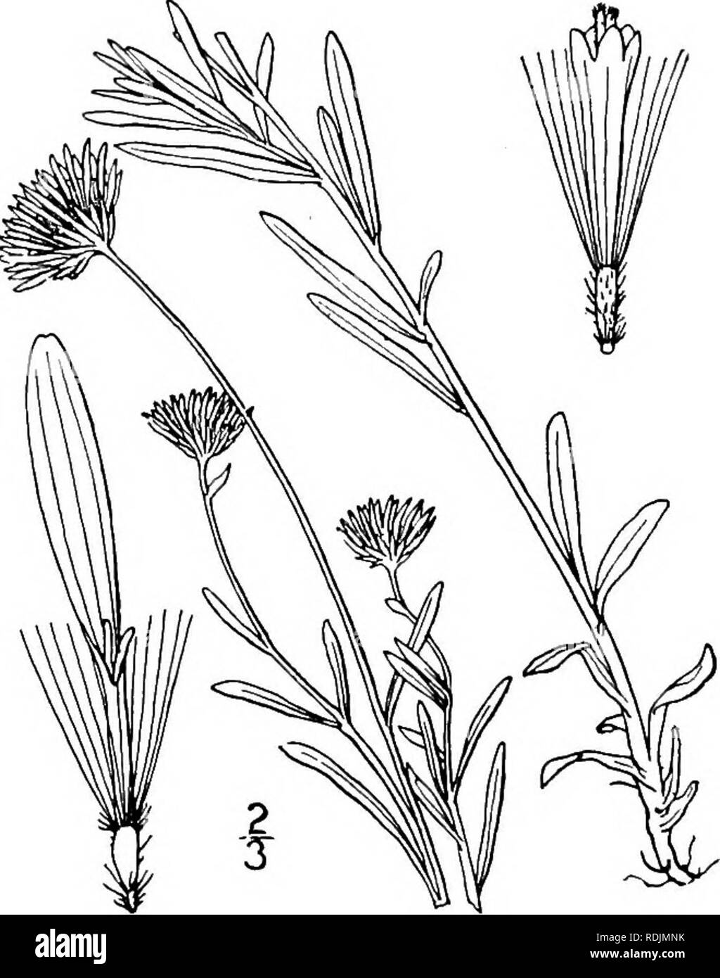 . Une flore illustrée du nord des États-Unis, le Canada et les possessions britanniques, de Terre-Neuve jusqu'au parallèle de la limite sud de la Virginie et de l'océan Atlantique à l'ouest jusqu'à la 102d méridien. La botanique, la botanique. 8. L'Erigeron flagellaris A. Gray. Run- Vergerette ning. Fig. 4368. L'Erigeron flagellaris A. Gray, Mem. Am. Acad. (II) 4 : 68. 1849. Apprimés-pubères, parfois de façon très vivace, par l'enracinement ou tiges décombantes sto- lons ; mince racine ; tige mince, ramifiés, les branches allongées. L'ensemble de feuilles basales, et inférieures spatulées ou oblongues, ob- Utiliser ou aiguë, Banque D'Images