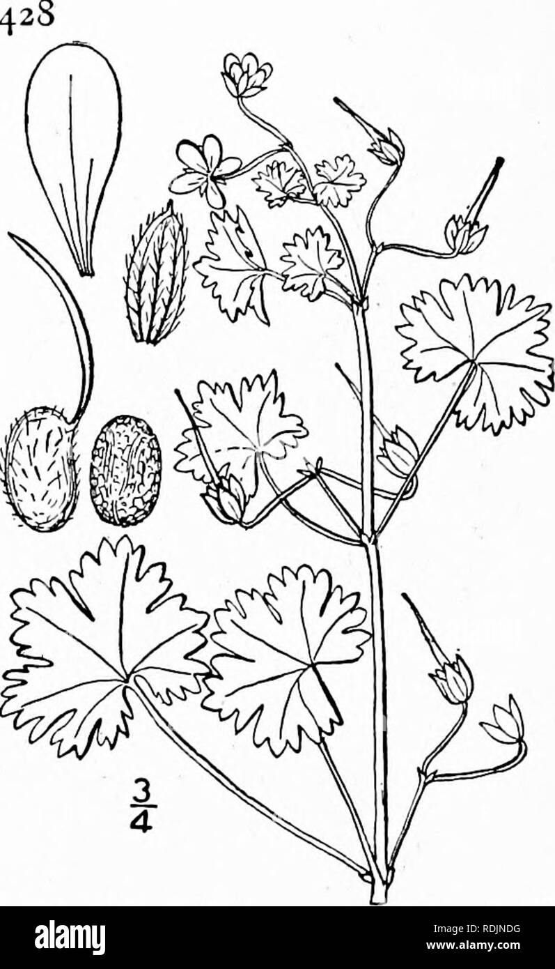 . Une flore illustrée du nord des États-Unis, le Canada et les possessions britanniques, de Terre-Neuve jusqu'au parallèle de la limite sud de la Virginie et de l'océan Atlantique à l'ouest jusqu'à la 102d méridien. La botanique, la botanique. GERANIACEAE. Tome II. 5. Geranium rotundifolium L. feuilles Crane's-bill. Fig. 2656. Geranium rotundifolium L. sp. PI. 683. 1753. Souvent en touffes, annuel, 6'-i8' de haut, très ramifiées, pubescents doucement avec la diffusion à pointe de violet blanc poils glandulaires. Laisse-réniforme orbiculaire, plus large que longue, li' de large, fente sur le point de le milieu en 5-9 lobes obtus, large Banque D'Images