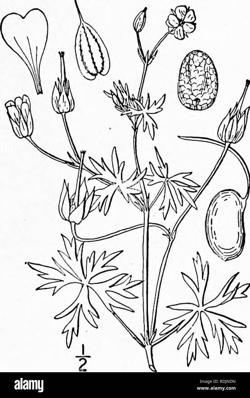 . Une flore illustrée du nord des États-Unis, le Canada et les possessions britanniques, de Terre-Neuve jusqu'au parallèle de la limite sud de la Virginie et de l'océan Atlantique à l'ouest jusqu'à la 102d méridien. La botanique, la botanique. 4. Geranium columbinum L. de longues tiges Crane's-bill. Fig. 2655. Geranium columbinum L. sp. PI. 682. 1753. Mince, annuel ou décombantes, prostrée, légèrement pubescentes-hispid avec poils apprimés blanchâtres. Je laisse-ii'' de diamètre, 5-9-pedately profondément divisé en nar- row, linéaires segments fente diversement ; pétioles très mince, de celles de la chambre basse et basa Banque D'Images