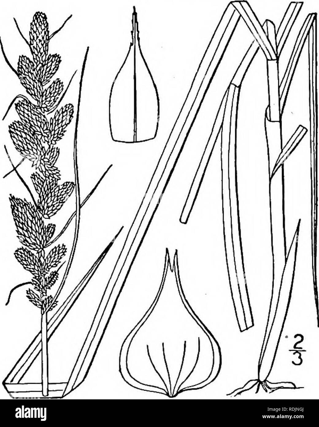 . Une flore illustrée du nord des États-Unis, le Canada et les possessions britanniques, de Terre-Neuve jusqu'au parallèle de la limite sud de la Virginie et de l'océan Atlantique à l'ouest jusqu'à la 102d méridien. La botanique, la botanique. June-Aug.. 27. Carex vulpinoidea Michx. Fox les Carex. Fig. 894. Carex vulpinoidea Michx. Fl. Bor. Am. 2 : 169. 1803. Les tiges minces, rigides, fortement 3-angulaires très agitée au-dessus, j'°-3° de hauteur. Je laisse"-2J" de large, de forme allongée, beaucoup plus de l'épi ; serré, gaines transversalement ruguleux ; bractées bristle-comme, parfois 2'3' de long ; les épis ovoïdes-oblongues, androgynes, Banque D'Images