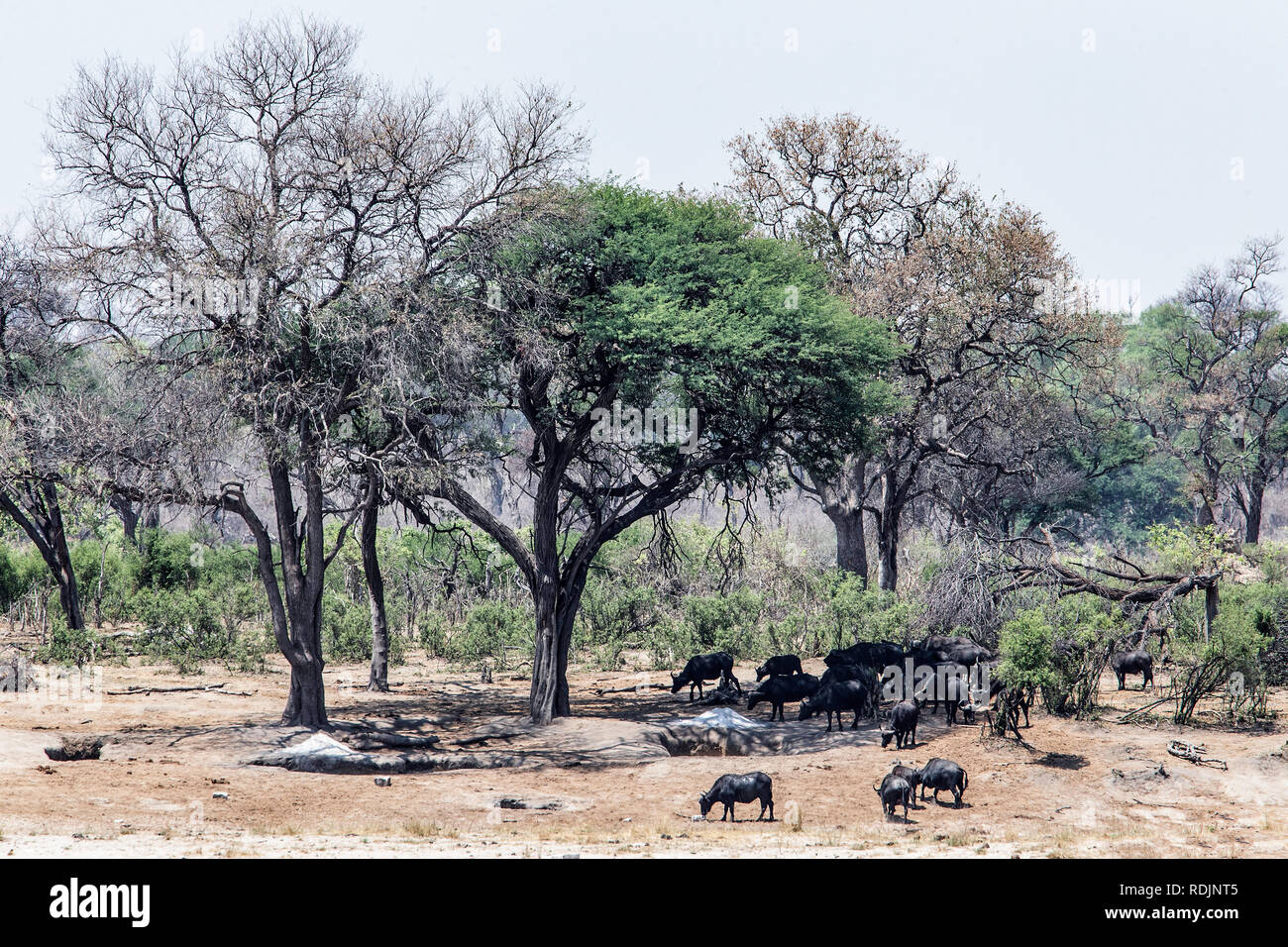 Un troupeau de buffle ou d'Afrique (Syncerus caffer) pâturage dans le Parc National de Bwabwata Banque D'Images