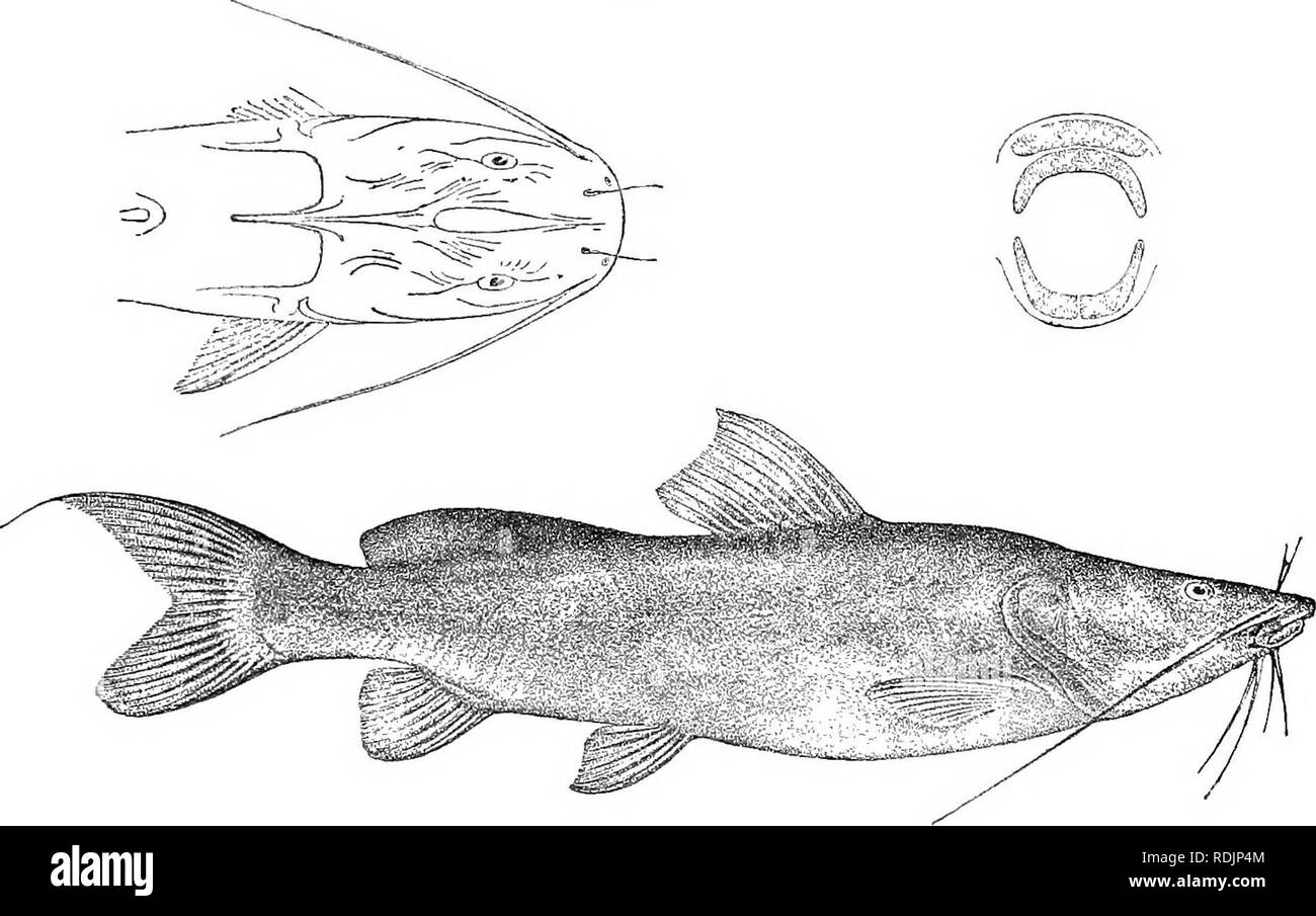 . Catalogue de l'eau douce Poissons de l'Afrique dans le British Museum (Natural History) ... Poissons, animaux d'eau douce. BAGEUS. 82. Ad. Moger R. (Nil Bleu), Slioa. 83-85. Hgr. &Amp ; yg. R. Ergino (Omo). 311 86. Hgr. M. E. Degen (C). M. P. C. Zaphiro (0.) ; O. N. MacMillan (P.). Sagan R. à Wondo (L. Abaia). 4. BAGRUS DEGENL Bouleng. Ann. &Amp ; Mag. N. H. (7) xvii. 1906, p. 438, du poisson. Nil, p. 331, pi. lix. (1907), et Ann. Mus. Genova, (3) iv. 1909, p. 307. Profondeur de corps 4^^- à 5 fois en longueur totale, longueur de la tête o^ à 3ij fois. Beaucoup de tête déprimée, si à 1-^ fois aussi longue que large, s Banque D'Images