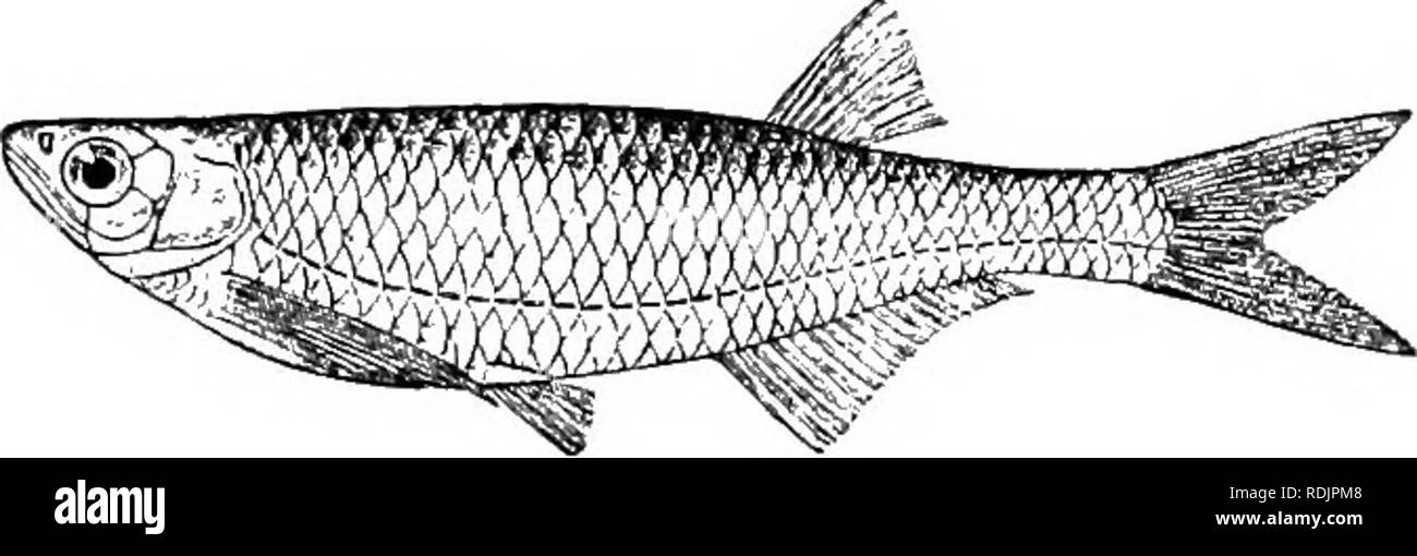 . Catalogue de l'eau douce Poissons de l'Afrique dans le British Museum (Natural History) ... Poissons, animaux d'eau douce. CHEL.ETIIIOPS. 215 1. (JHEL.ETHIOPS BIBIE. f.eticiscus Mine, Joannis, Mag. de Zool. 1835, iv. pi. iv. Pelecvs Mine, Heckel, Russegger's Reise Egypte, iii. p. 329 (184G). MMe Bunlius, Giinther, Petherick's Trav. ii. p. 264 (1869). MMe Vheheibiops, Bouleng. Ann. &Amp ; Mag. N. H. (7) x. 1902, p. 263 ; Werner, Sitzb. Ak. Wien, cxv. i. 1906, p. 1097 ; Bouleng*. Le poisson. Nil, p. 271, pi. xlviii. fig. 5 (1907). Profondeur de corps 4 à 5 fois en longueur totale, longueur de la tête 4 à 4$ Fi&gt ;. 1 Banque D'Images