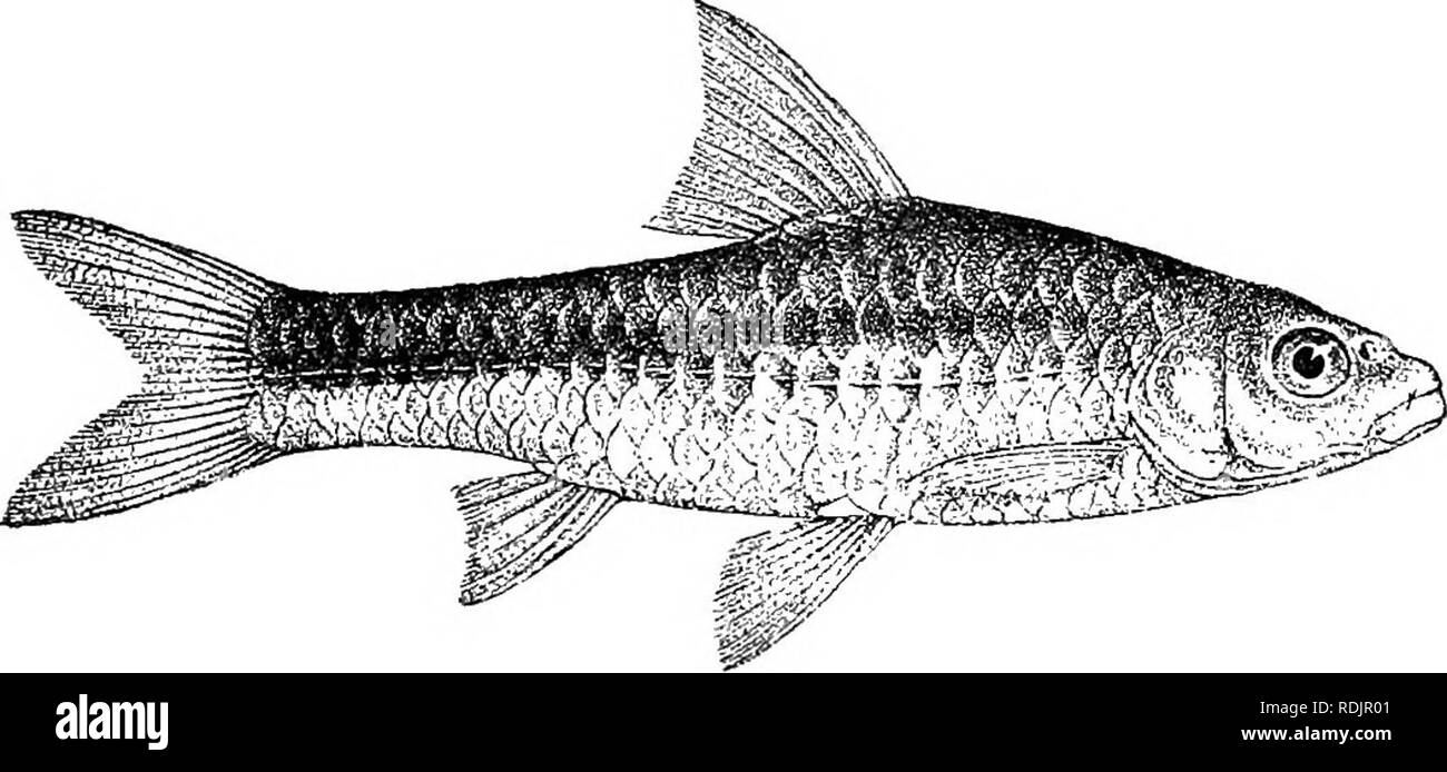. Catalogue de l'eau douce Poissons de l'Afrique dans le British Museum (Natural History) ... Poissons, animaux d'eau douce. Cyprinidé 174.E. 170. DOGGETTI BARBUS. Bouleng. Ann. &Amp ; Mag. K H. (7) xiii. 1904, p. 450, et les poissons. Nil, p. 255, pi. xlvi. fig. 3 (1907). Profondeur de corps égale à la longueur de la tête, 3§ fois de longueur totale. Museau arrondi, 3j fois en longueur de la tête, yeux 3§ fois, largeur interorbitale 3 fois ; bouche terminal ; lèvres faiblement développé ; deux barbillons de chaque côté, les minutes. III 8 dorsale, à égale distance du bord antérieur de l'œil et à partir de la caudale, à peine la frontière ; émarginé simple dernière Banque D'Images