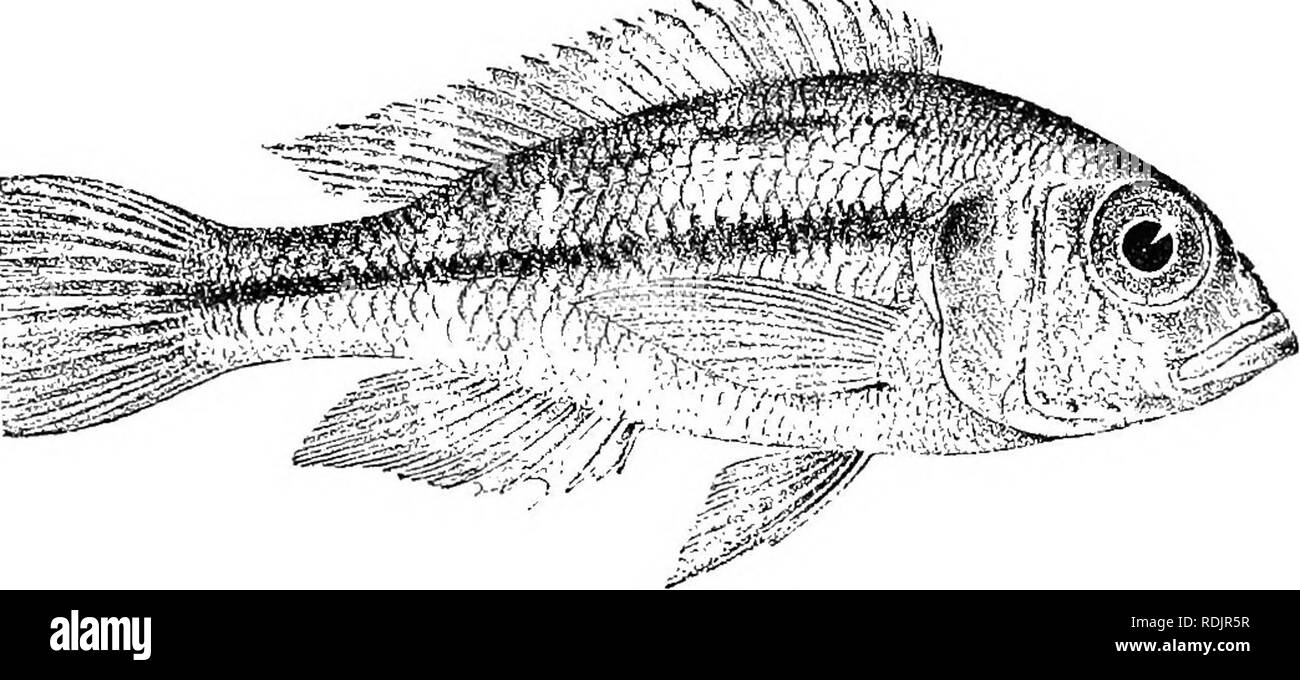 . Catalogue de l'eau douce Poissons de l'Afrique dans le British Museum (Natural History) ... Poissons, animaux d'eau douce. Le tilapia. 39 71. TTLAPIA MAliTINI. Bouleng. Ann. &Amp ; Mao ;. N. Li. (Xvii) 7. 1906, p. 449, du poisson. Nil, p. 514, pi. xci. fig. 2 (1907), et dans Sclmbotz, Wiss. Ergebn. Deutsch. Z.-Afr. Exped., Zool. iii. p. 255 (1914). Profondeur de corps 2f à 3 fois en longueur totale, longueur de la tête 2f à 3 fois ; le corps est le plus profond dans la nuque. Siège deux fois plus long que large ; le museau arrondi, plus large que longue, en ordre décroissant de profil dans une ligne oblique, plus courte que l'oeil, qui est de 2f à 3 fois en longueur af Banque D'Images
