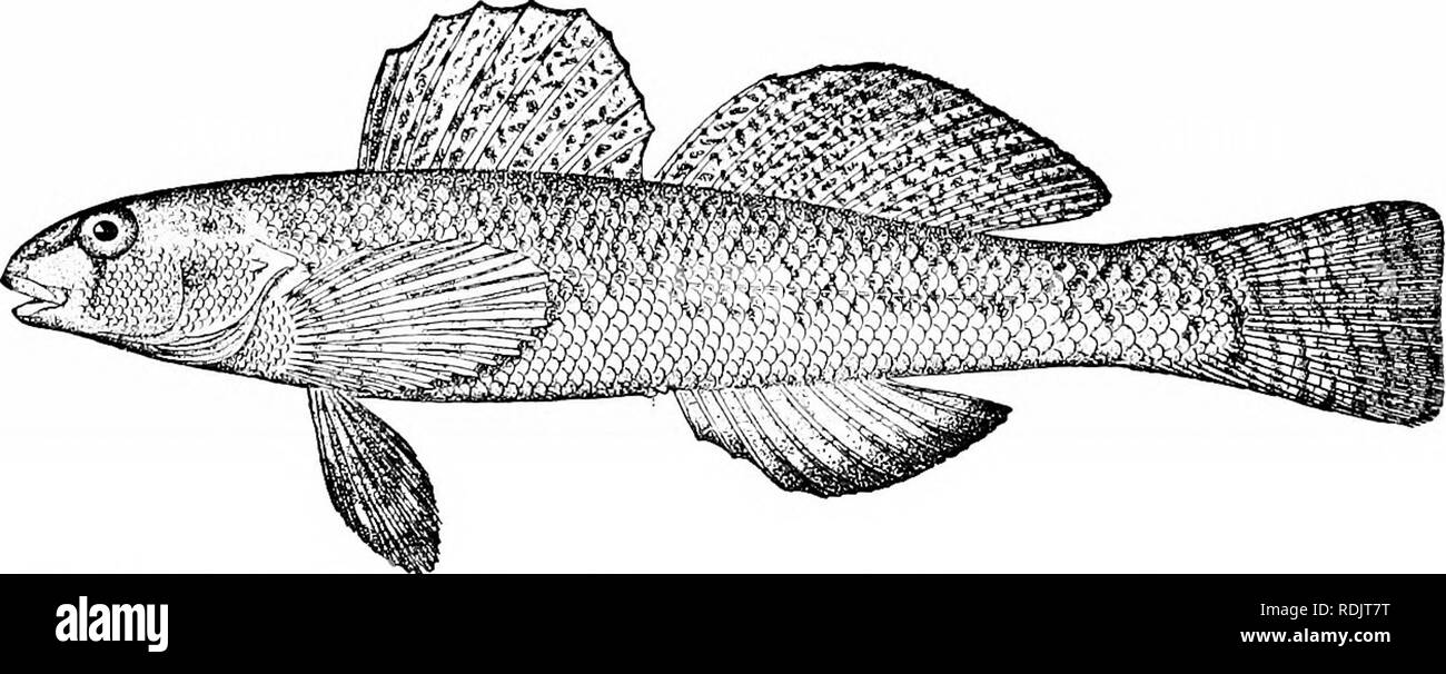. Un guide pour l'étude des poissons. Poissons ; zoologie ; Poissons. Fig. 246.-vert-verso vert Diplesion blennioides Rafinesque rivière Clinch. Percidce la famille. de l'omble de vert et doré. Il abonde dans les ruisseaux de la vallée de l'Ohio. Le dard tesselé, Boleosoma, sont les plus clairement du groupe de couleur et parmi les plus petits ; pourtant, dans la. Fig. 247.-Dard tesselé, Bohosoma olmstedi (dispositif de stockage). Potomac. délicatesse, méfiance, et l'originalité du mouvement qu'ils sont parmi les plus intéressants, en particulier dans l'aquarium. Boleosoma. Veuillez noter que ces images sont extraites de la page numérisée im Banque D'Images