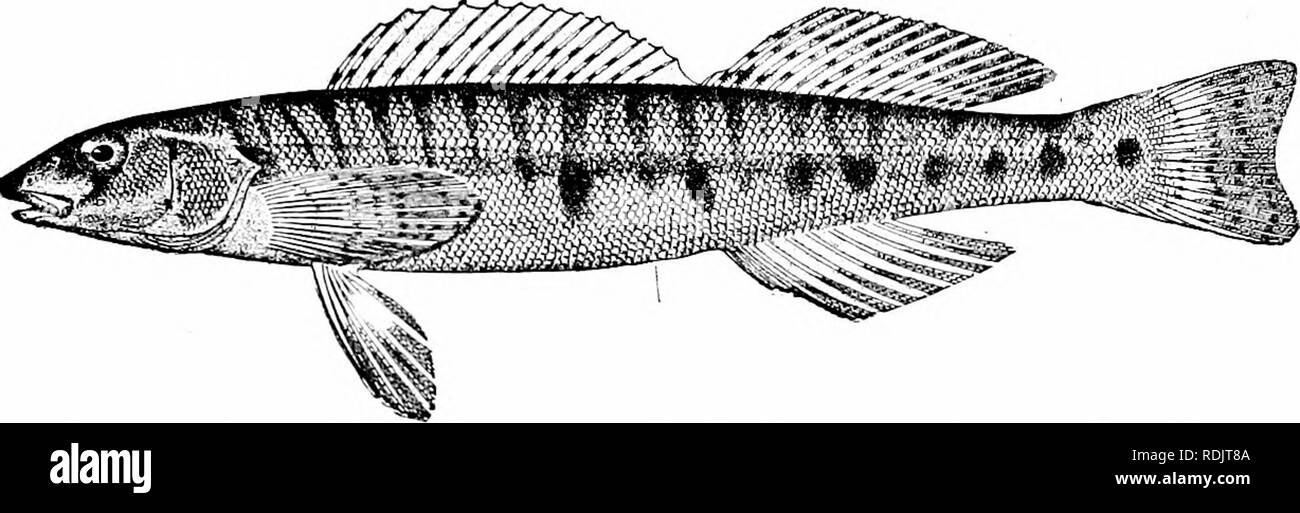 . Un guide pour l'étude des poissons. Poissons ; zoologie ; Poissons. Percoidea ou la perche, 3 Poissons type" au premier rang parmi les plus grands en taille parce que les dards, la plupart perchaude- comme dans sa structure, et moins dégénérées, on place le roi vert, Percina rex de la rivière Roanoke en Virginie. Cette espèce atteint une longueur de six pouces, est joliment coloré, et ressemble à un jeune wall-oeil. Le journal de la perche, Percina caprodes, est proche de cela, mais un peu plus petit, avec le corps entouré d'anneaux noirs en alternance. Fig. 244.-log-perche, Percina caprodes (Rafinesque). "Licking Co., de l'Ohio. petites et grandes. Dans ce Banque D'Images