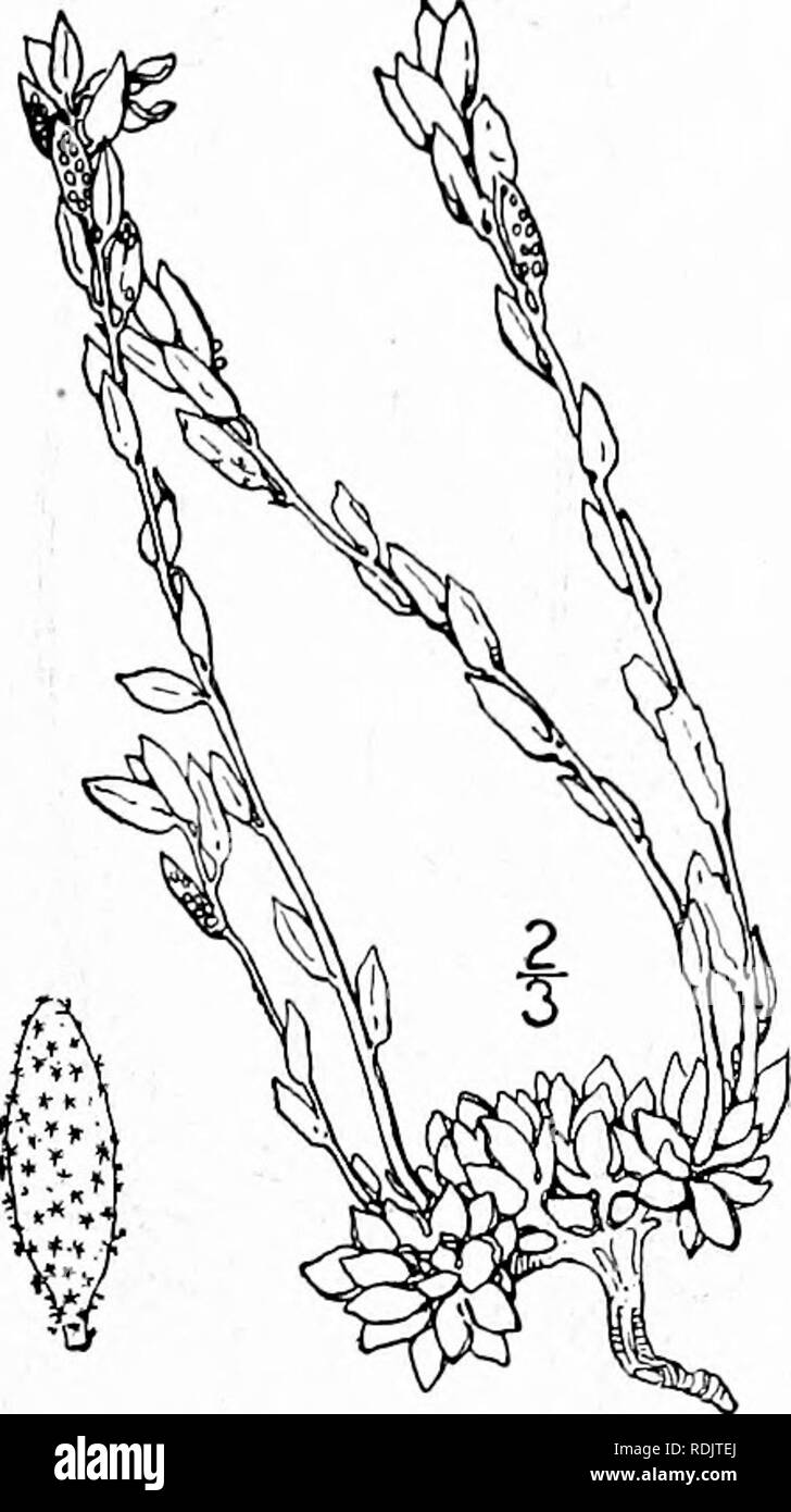 . Une flore illustrée du nord des États-Unis, le Canada et les possessions britanniques, de Terre-Neuve jusqu'au parallèle de la limite sud de la Virginie et de l'océan Atlantique à l'ouest jusqu'à la 102d méridien. La botanique, la botanique. Genre je. Famille de la moutarde. 8. Draba stylaris J. Gay. Canescent Whitlow-herbe. Fig. L'année 2004. Draba stylaris J. Gay, dans Thomas, Cat. 1818. D. confusa Reichenb. Ic. Crit. 8 : 1033. 1830. Pas Ehrh. Plantes vivaces ou bisannuelles ; tiges à fleurs simple ou peu ramifiée, 15' de haut ou moins, vaguement pilose. Feuilles basales ob- lancéolées, peu de dents, V-iY long, stellaire dense-cannes Banque D'Images