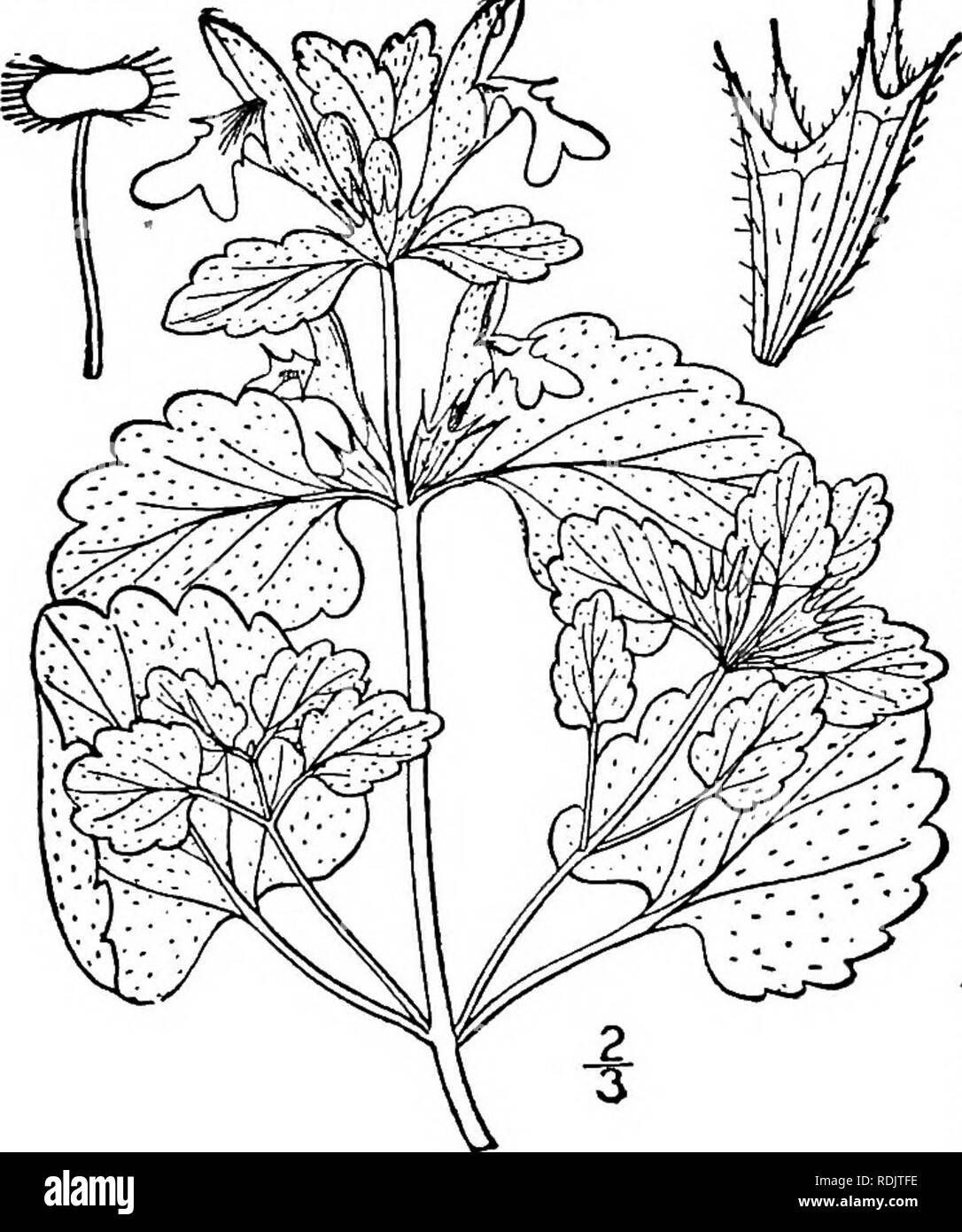 . Une flore illustrée du nord des États-Unis, le Canada et les possessions britanniques, de Terre-Neuve jusqu'au parallèle de la limite sud de la Virginie et de l'océan Atlantique à l'ouest jusqu'à la 102d méridien. La botanique, la botanique. Genre 19. La famille de la menthe. 121 19. LAMIUM [Tourn.] L. sp. PI. 579. 1753. La plupart annuelles ou vivaces, herbes diffus avec dentée crénelée ou incisés, habituellement les feuilles cordiformes, et plutôt petites fleurs, verticillate et axillaires de grappes. Calice- tubulaire campanulée, environ 5-nerved, 5 dents, les dents fortes, égale ou supérieure à la plus longue. Tube de la corol Banque D'Images