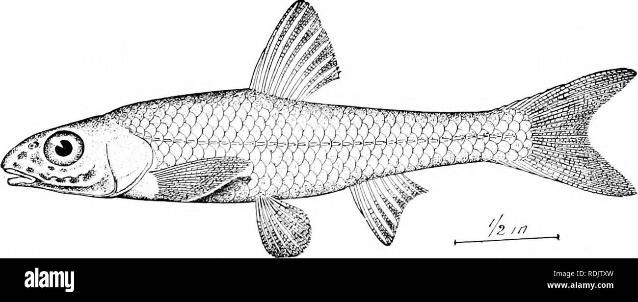 . Un guide pour l'étude des poissons. Poissons ; zoologie ; Poissons. Fig. 124.-mulet blanc, Kotropis Clmton (hudsonius), Kilpatrick Lake, Minnesota Notropis^ smaher Ce comprend les espèces et les plus faibles, de 2 à 7 pouces de longueur, caractérisée par la perte, principalement par le biais de la dégénérescence, de la bouche d'pecuharities spécial, palmes, et des dents. Ils n'ont point de barbillons et jamais plus de quatre dents. Fig. 125.-argent-jaw-boule, Ericijinba buccata faire face. Defiance, Ohio. dans la ligne principale. Peu d'espèces asiatiques ont un si petit nombre, et dans la plupart de ces les incisives conserve encore son barbillon rudimentaire. Bu Banque D'Images