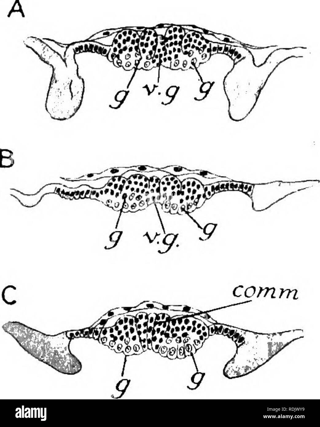 . Text-book de l'embryologie. L'embryologie. VIII 185 AETHEOPODA à partir d'autres arthropodes par le non-segmentatiou du mésoderme (Balfour, 1880). L'anus est toujours situé sur la partie dorsale de l'thoracico-abdominale rudiment. Il est, cependant, quelque peu changé l'avant par rapport à son ancien poste, et finira par passer dans l'encoche du terminal et ainsi de suite jusqu'à la surface ventrale de l'abdomen ; rudiment" mais ce n'est pas le cas jusqu'à un stade ultérieur a été atteint. Enfin, sur la surface de l'œuf, à l'extérieur de l'thoracico-abdominale rudiment, il y a à voir un demi-cercle très-ridge Banque D'Images