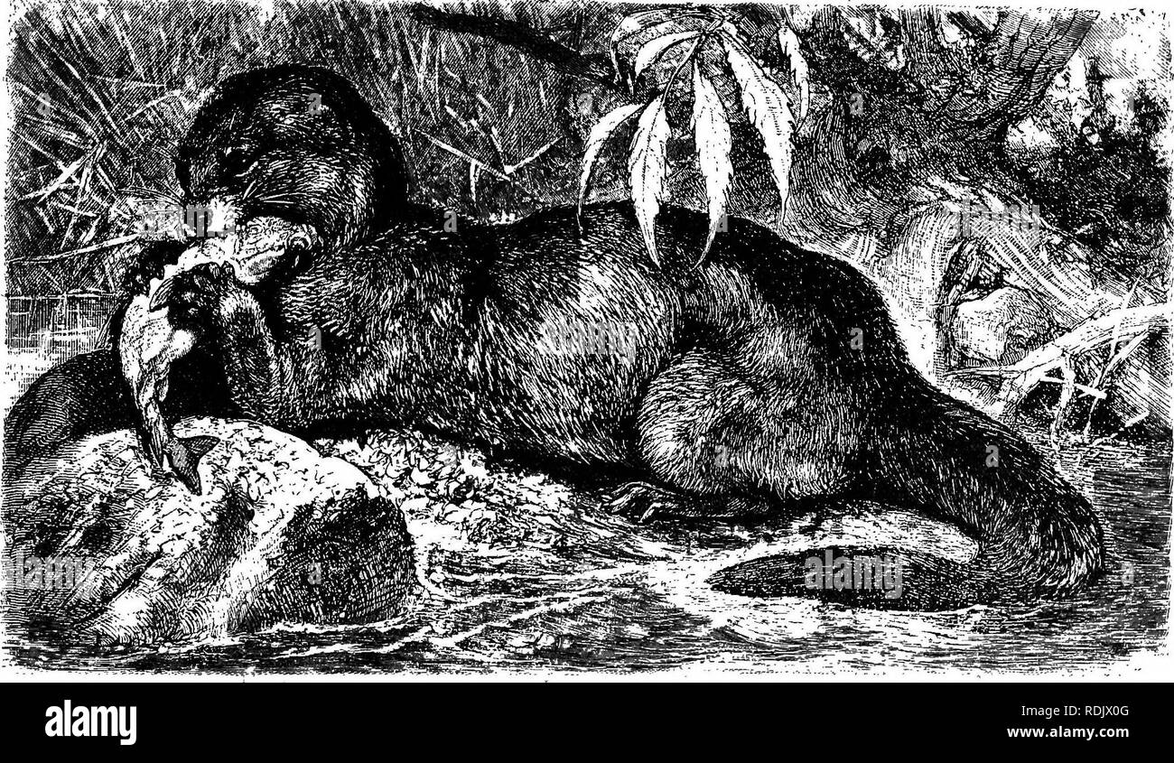 Les animaux du monde. Brehm's de la vie des animaux ;. Les mammifères. Le FAMILYâOTTER la martre. 177 et dans ses dotations mentale. Il appartient, sans aucun doute, à la plus Les animaux du monde. Brehm's de la vie des animaux ;. Les mammifères. Le FAMILYâOTTER la martre. 177 et dans ses dotations mentale. Il appartient, sans aucun doute, à la plus