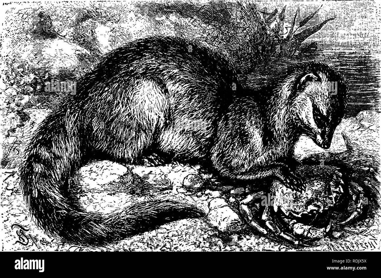 Les Animaux Du Monde Brehms De La Vie Des Animaux Les