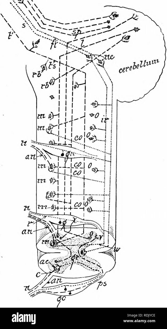 . L'anatomie des mammifères : avec référence particulière à la cat . Anatomie comparée des mammifères ;, ; Les chats. Le système nerveux. '97 SVN^. Fig. 102. Schéma montrant la relation de certaines des cellules et des fibres de la moelle épinière. Face latérale du cordon. Une fissure médiane antérieure, ; ac, les cellules de la corne antérieure ; une racine antérieure, de nerf rachidien ; c, axone ; la garantie, fibres ; e, fibres con- necting centres cérébraux supérieurs avec le cervelet ; ft, filet de fibres sensorielles au cerveau ; g, gn, rendez-vous, ganglion de la racine postérieure ; gr, matière grise ; ir, les fibres de la partie postérieure de l'appareil sensoriel ; /, fibres à cere- bell Banque D'Images