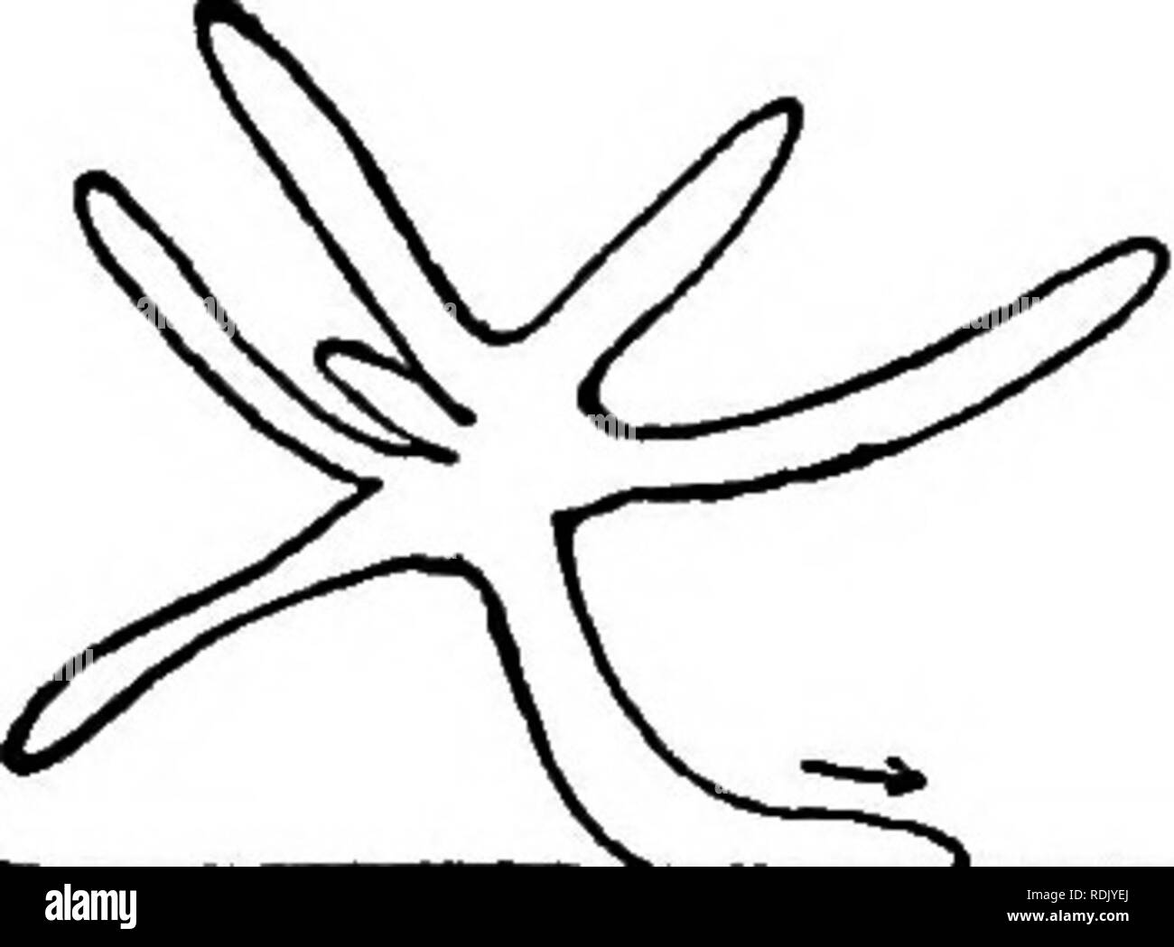 L Evolution De L Intelligence Animale Intelligence Animale