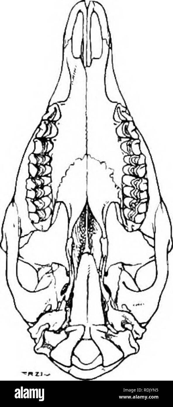 . Catalogue des mammifères ongulés dans le British Museum (Natural History). Les ongulés. Catalogue 220 d'Ongulés Capreolus vulgaris le Niger et C. c. varius, Fitzinger, Sitzber. k. Ah, Wiss. Wien, vol. Ixx, pt. 1, p. 247, 1874. Oaprea capreolus, Bell, Brit. Quadrupèdes, éd. 2, p. Floiver Oarson 262,1874 ; et, Cat. Osteol. Mus. R. Coll. Surg. pt. II, p. 318, 1884 ; Fleur et LydeJcker, étude des mammifères marins, p. 327, 1891 ; Lydehher, cornes et sabots, p. 325, 1893, Br. Manvm. p. 249, 1895 ; Ward, Becords au gros gibier, éd. 2, p. 53, 1896, Ed. 6, p. 92, 1910, Ed. 7, p. 92, 1914 ; Satunin, Zool. Jahrb., Sy Banque D'Images