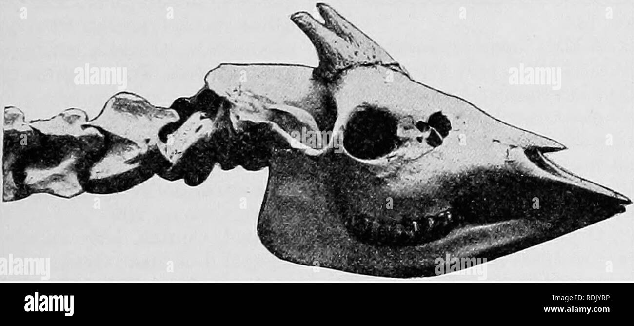 . Catalogue des mammifères ongulés dans le British Museum (Natural History). Les ongulés. GIRAFFlD.i ; 263 Lankester, op. cit. pi. iv, fig. 2, pi. v, fig. 1, pi. vi, fig. 1, pi. xi, fig. 1, et pi. xiv, fig. D. a présenté le Alexander-Gosling hij Expedition, 1907. 7.12. 25. 1. Crâne, immatures (peau, monté, en Amérique). Forêt de l'Ituri. Figuré par Lankester, op. cit. pi. iv, fig. 1, pi. Yiii, fig, 1, et pi. xiii, fig. 0. {Acheté Ward), 1907. 7. 12. 25. 2. Cast de crâne. La localité d'original (dans un musée américain) inconnu. Figuré par Lankester, op. cit. pi. XV, fig. H. Même histoire.. Cochon. 50.-S Banque D'Images