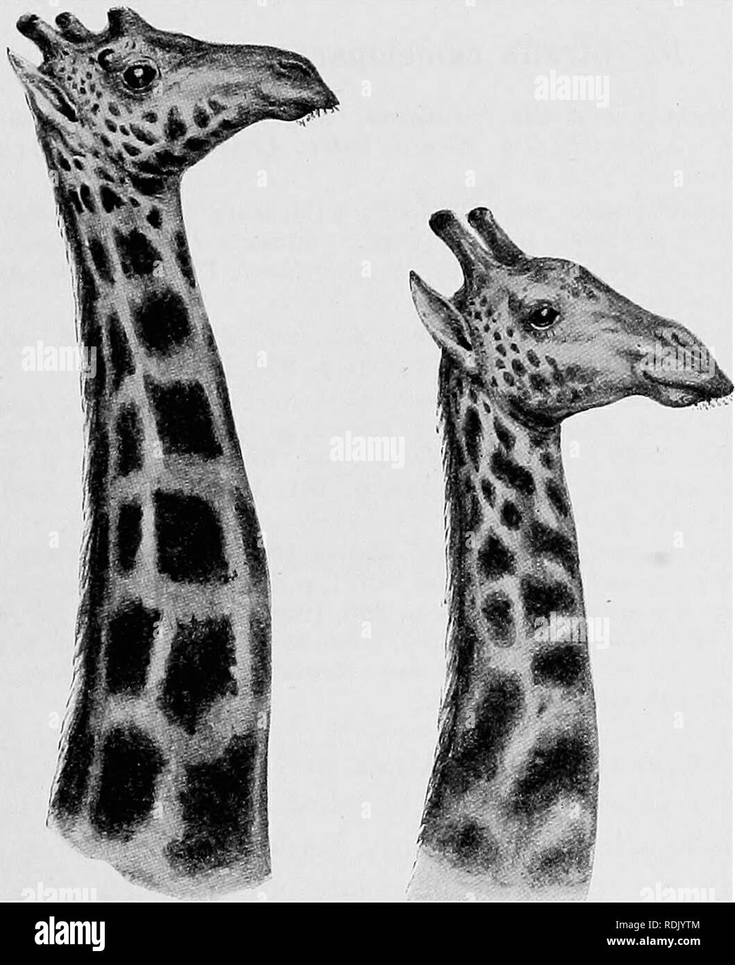 . Catalogue des mammifères ongulés dans le British Museum (Natural History). Les ongulés. GIRAFFID.Ii 255 M.-Giraffa camelopardalis wardi. Giraffa aamelopardalis Lydekher, wardi, Proc. Zool. Soc. 1904,ivol. i, p. 221, pi. XV, fig. 2 jeu de l'Afrique, les animaux, p. 366, 1908 ; Beddard, Proc. Zool. Soc. 1906, vol. ii, p. 626 ; ibid., LanTcester 1907, p. 122 ; Ward, dossiers de gros gibier, éd. 6, p. 116, 1910. Giraffa wardi, NoacJc, Zool. Anz. vol. XXXIII, p. 355, 1908. Localité typique nord du Transvaal. Une grande course de couleur chocolat foncé, avec le bord antérieur. Tarte. 45. Tête et cou de Toposas Girafe (Rif Banque D'Images