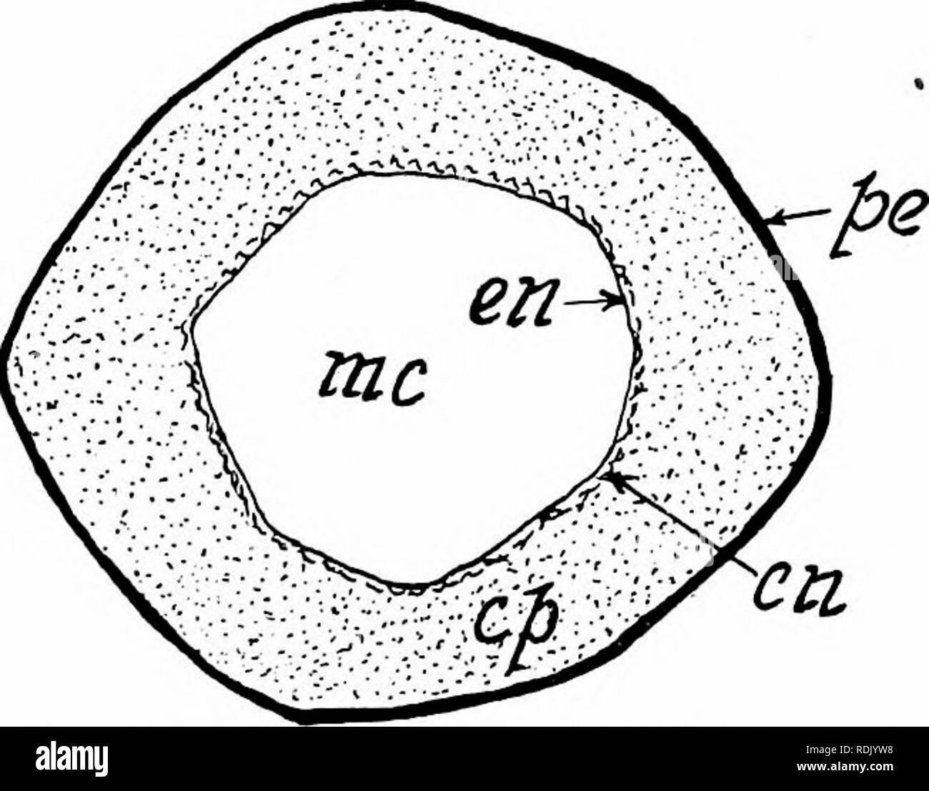 . L'anatomie des mammifères : avec référence particulière à la cat . Anatomie comparée des mammifères ;, ; Les chats. Le squelette. 25 STRUCTURE DE L'OS. Chaque os est complètement couvert sauf sur ses surfaces articu- relative grâce à une membrane, le périoste, qui sert pour la fixation des muscles, et le renouvellement du tissu osseux en cas de blessure. Les os longs contiennent une cavité, la cavité médullaire, rempli de moelle osseuse (Fig. 12).. Fig. 14. Échantillon d'Femue du chat. X 5. cp, tissu compact ; en, tissus spongieux ; en, endosteum ; mc, canal médullaire ; pe, périoste. Cette cavité est bordée d'endosteum, Banque D'Images