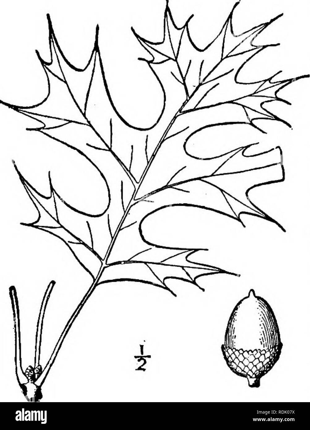 . Une flore illustrée du nord des États-Unis, le Canada et les possessions britanniques, de Terre-Neuve jusqu'au parallèle de la limite sud de la Virginie et de l'océan Atlantique à l'ouest jusqu'à la 102d méridien. La botanique, la botanique. 6i8 FAGACEAE. Tome I.. 3. Quercus Schneckii Britton. Schneck's Oak. Fig. 1516. Quercus Schneckii Britton, boîte 333. 1901. Un arbre de la forêt, atteindre une hauteur maximale d'environ 2oo° et un diamètre du tronc de 8°, généralement plus petites. Écorce brun rougeâtre, avec des crêtes de large divisée en plaques ; principalement les feuilles obovales en contours, vert vif et shin- tion ci-dessus, plus pâles et wi Banque D'Images