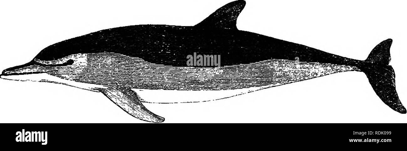 . Catalogue des phoques et baleines au British Museum . Les joints (animaux) ; les baleines. ADBITIONS COERECTIOITS d'ANB. 397 y compris la nageoire pectorale, gris ; le menton et le ventre blanc de l'évent. Les nageoires dorsales ; bout des arrondis. Delphinus Moorii, Gray, P. Z. S. 1865, 736. Hab. Océan Atlantique sud, lat. 34° S., long. 7° 3' de longitude ouest. Longueur d'une femme de bouche à l'extrémité de la queue 6 pieds 3| ruches, bouche de 11 pouces, 5f, du museau à museau à l'œil, 13 trous, 13 à 18 pectorales|, à l'arrière fin 33 ; longueur de l'extrémité du taU de retour fin 32 pouces, pour évacuer les soldats de 20, 21 ; de retour fin 14f pouces. Fig. 99.. Delp Banque D'Images