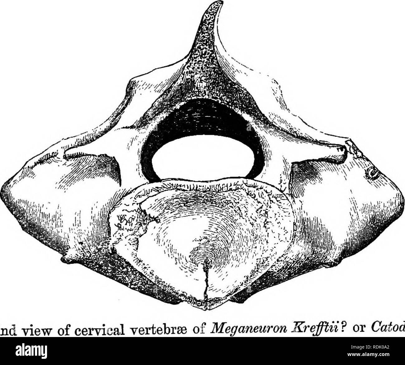 . Catalogue des phoques et baleines au British Museum . Les joints (animaux) ; les baleines. Ajouter AJOUTS COREECTIONS. 389 Oatodon dernièrement reçu par l'Eoyal CoUege de chirurgiens, whicli J'espère sera bientôt décrite par M. Siffleur, l'énergique conservateur de leur musée, qui, à la fin de son papier sur le BalcBnidce, a montré à quel point il peut décrire et déterminer les espèces de baleines."â Gray, P. Z. S. 1865, 439. M. Krefft semble avoir changé d'avis sur ce sujet, car dans une lettre juste reçu, contenant d'autres remarques sur ces photo- graphes, et quelques autres, il donne le nom de la masse des ve Banque D'Images
