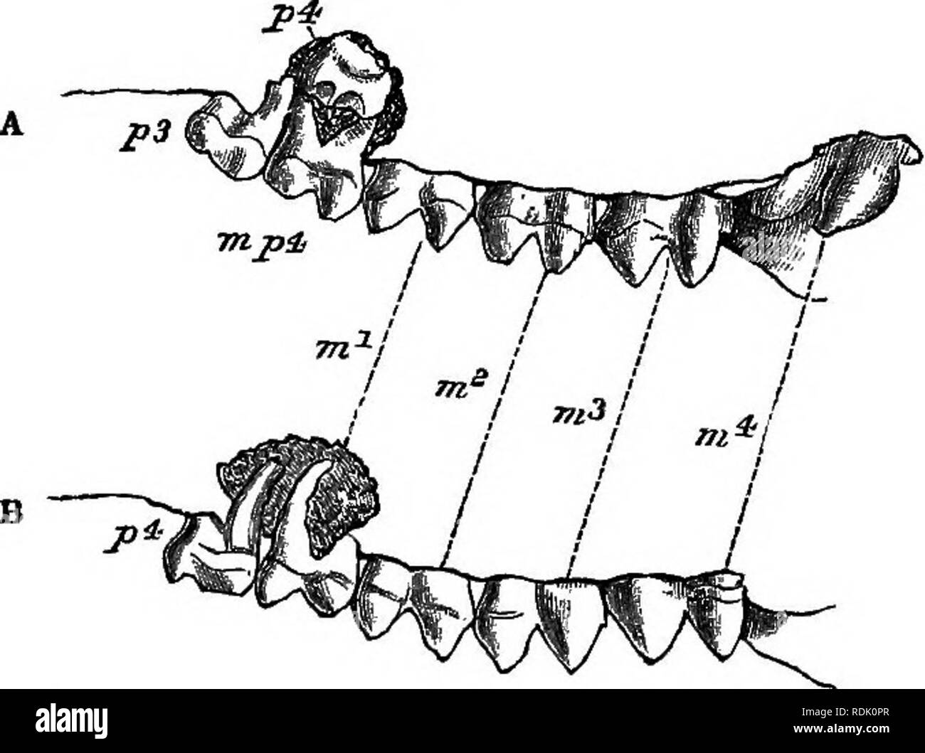 . Catalogue de l'Marsupialia et industriel Monotremata dans la collection du British Museum (Natural History). Les marsupiaux, monotrèmes. MACEOPODIB^. On cherche pour si toujours dans l'os, bien qu'à jeunes stades encore sa position est généralement plutôt plus au-dessus de p.' de m-p/, en raison du fait qu'il faut tenir compte pour le mouvement en avant de la Fig. 2.. Macropus. rufieollis-A et B comme dans fig. 1. la dent-rangée, par laquelle m.p/ sera mis en face de la suc- procédure p."* juste au moment que ce dernier est prêt à sortir de la dent de l'os. Le moment de l'apparition de p.* varie en th Banque D'Images