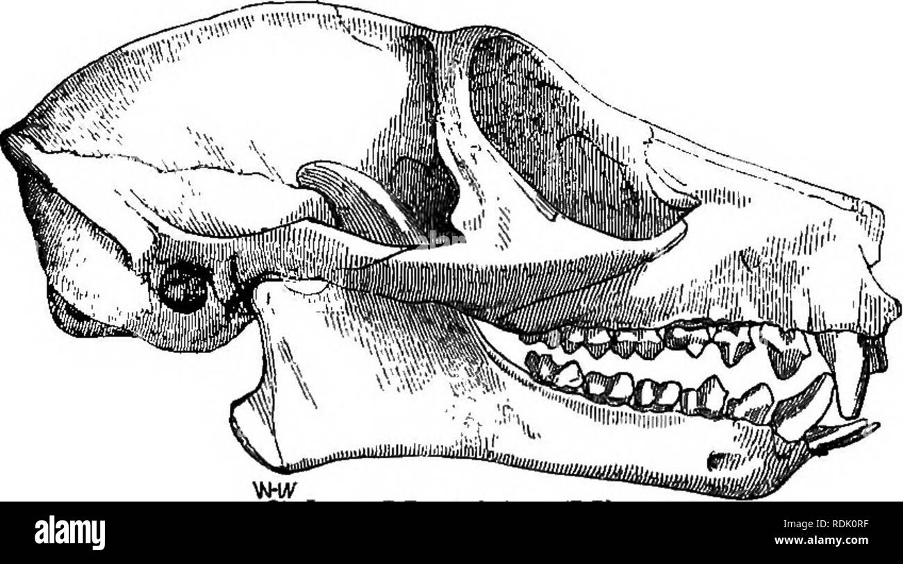 . Catalogue des singes, lémuriens, et les chauves-souris se nourrissant de fruits dans la collection du British Museum. Singes, lémuriens ; Pteropodidae. Otogale Garnettii. 2. Otogale crassicaudata. B.M. Fourrure brun foncé ; queue très longue et épaisse. Otolicnus Mossamh crassicaudatus, Peters,. t. 2, t. 4. f. 1-5 ; Schrank, Cat. Os B. M, Galago crassicaudatus, Geoff. 1812 ; Blainv. OstSoff. t. 1. f. 1. 0. galao;o, Ittiger. Otogale crassicaudata, Gray, P. Z. S. 1863, p. 140 ! Crassicaudatus Lemur, Blainv. Hah. "L'Est et l'Afrique de l'Ouest ; au Mozambique, Simdevall. Lengtb SkuU, 2" T", largeur 1" 8'". 8. Otogale Banque D'Images